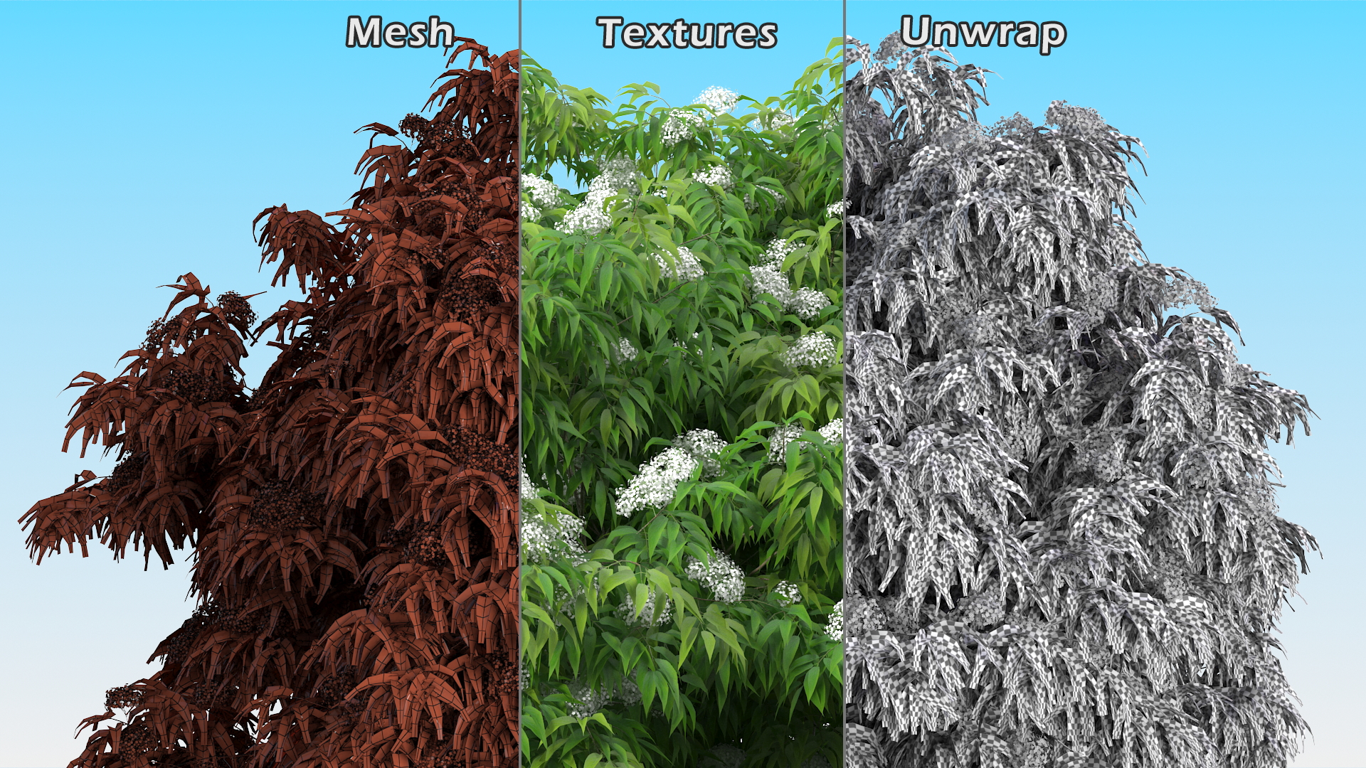 American Elderberry Blooming Shrub 3D model