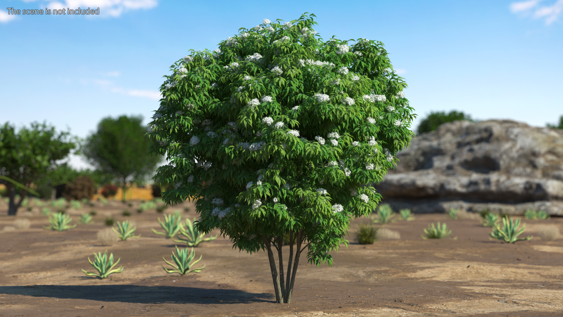 American Elderberry Blooming Shrub 3D model