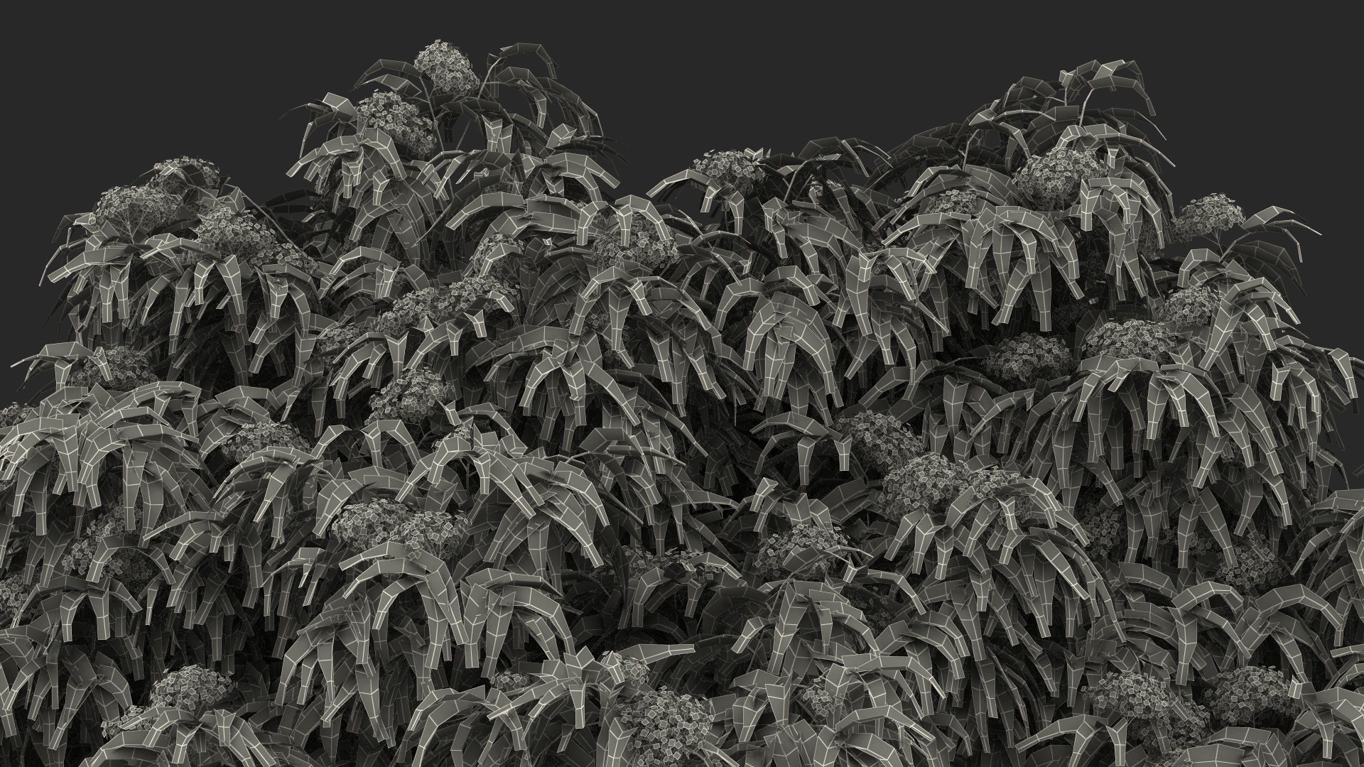American Elderberry Blooming Shrub 3D model