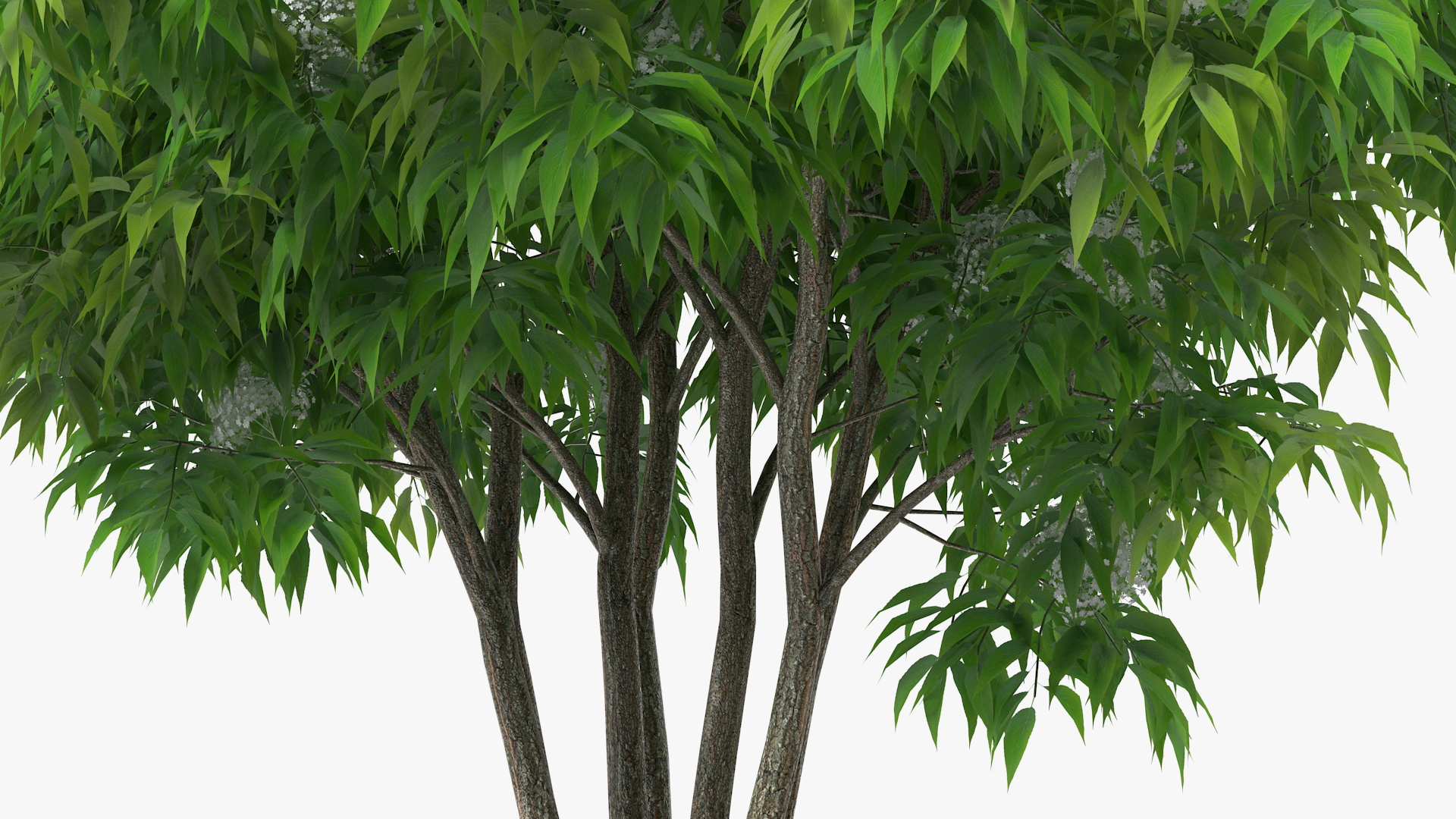 American Elderberry Blooming Shrub 3D model