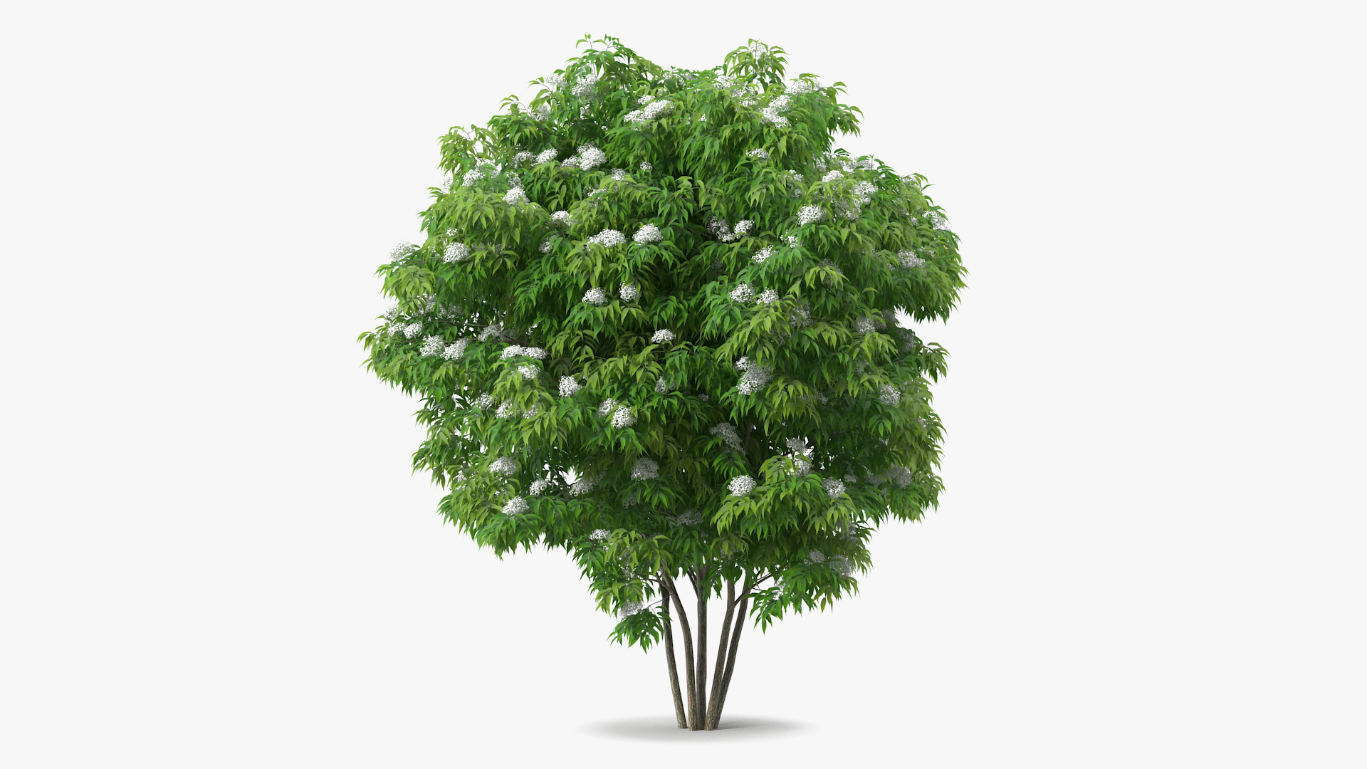 American Elderberry Blooming Shrub 3D model