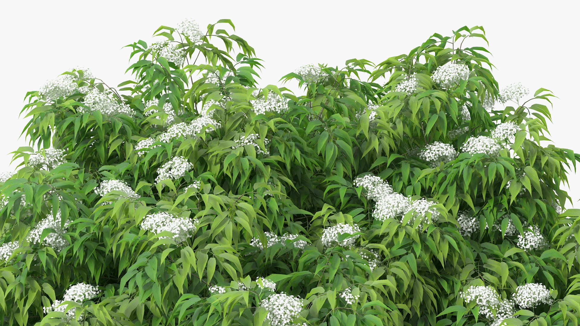 American Elderberry Blooming Shrub 3D model