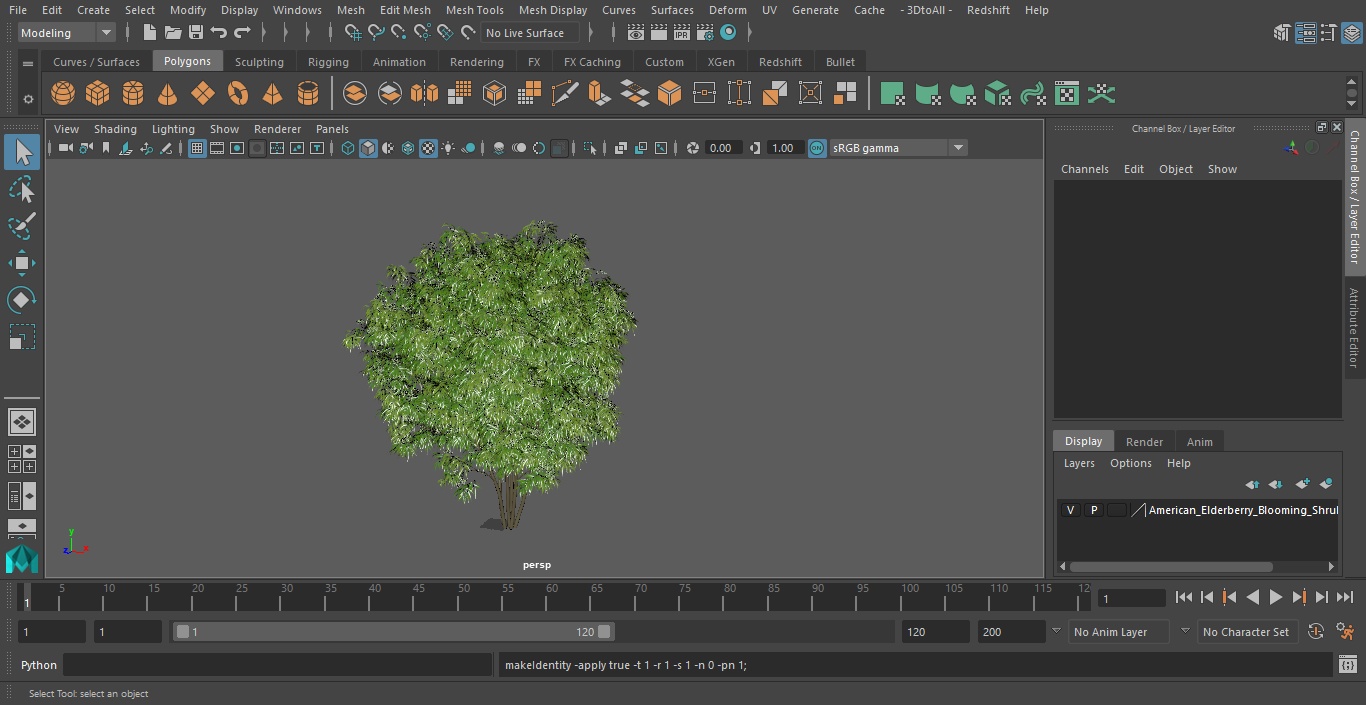 American Elderberry Blooming Shrub 3D model
