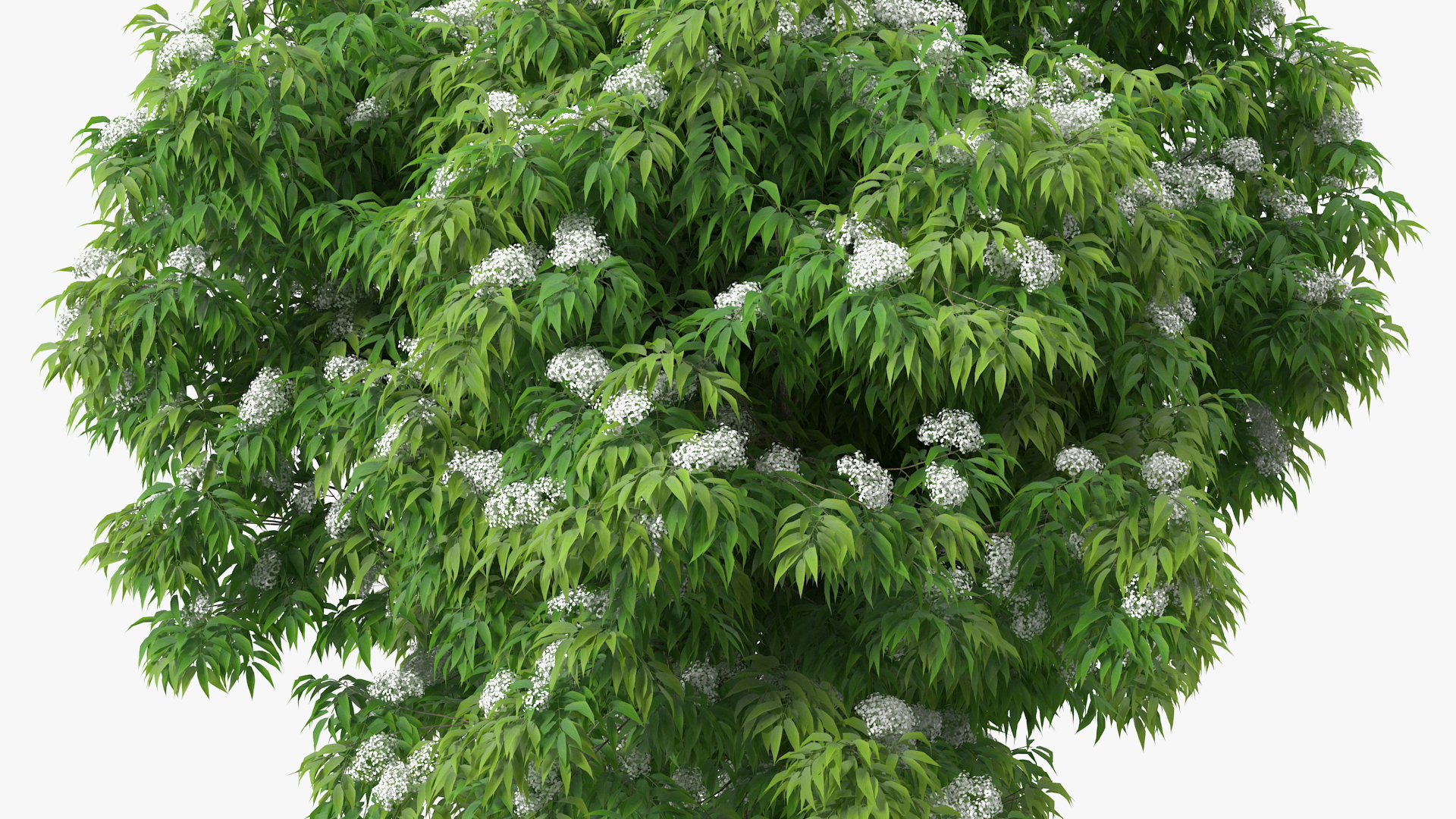American Elderberry Blooming Shrub 3D model