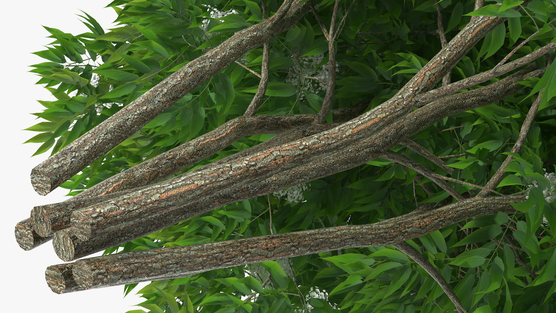American Elderberry Blooming Shrub 3D model