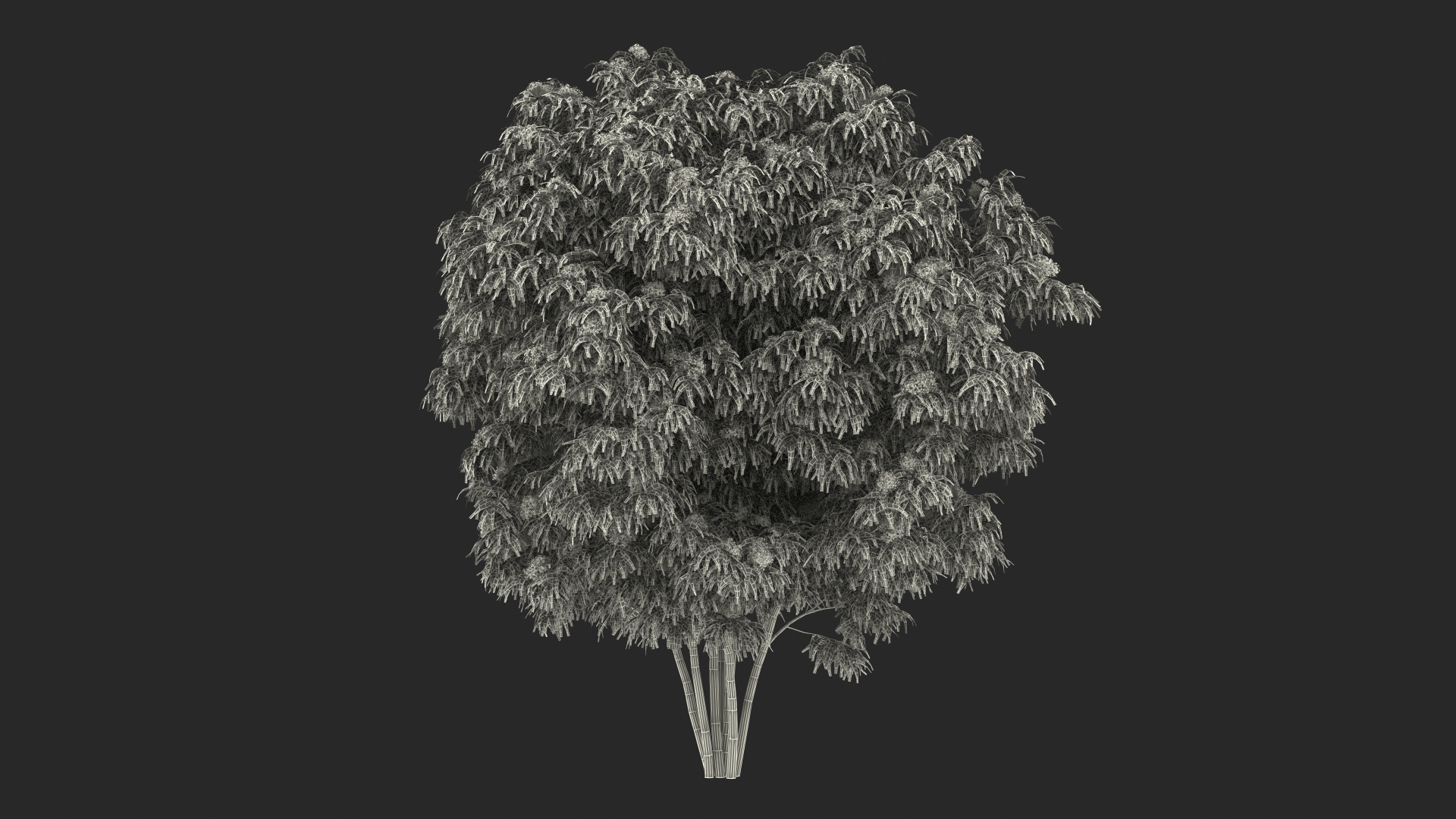 American Elderberry Blooming Shrub 3D model