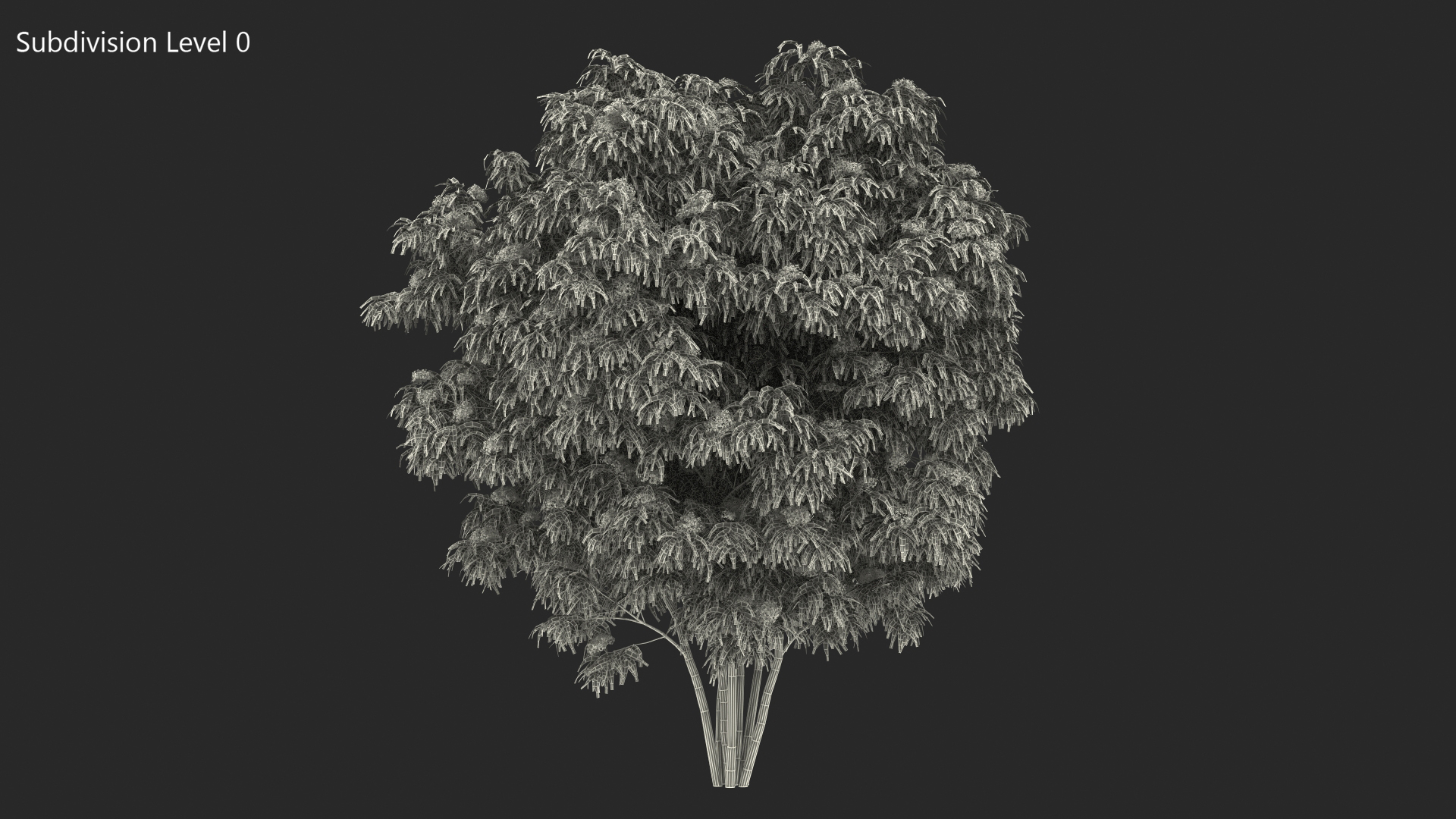 American Elderberry Blooming Shrub 3D model