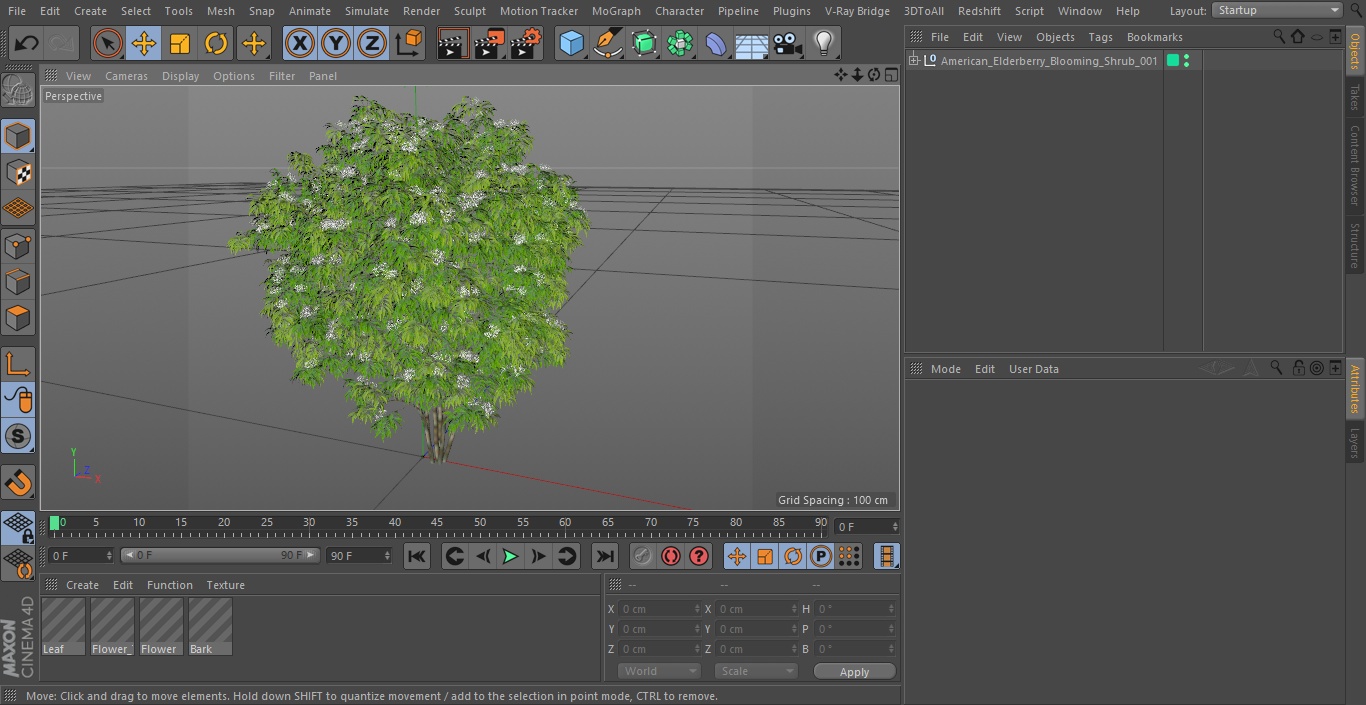 American Elderberry Blooming Shrub 3D model