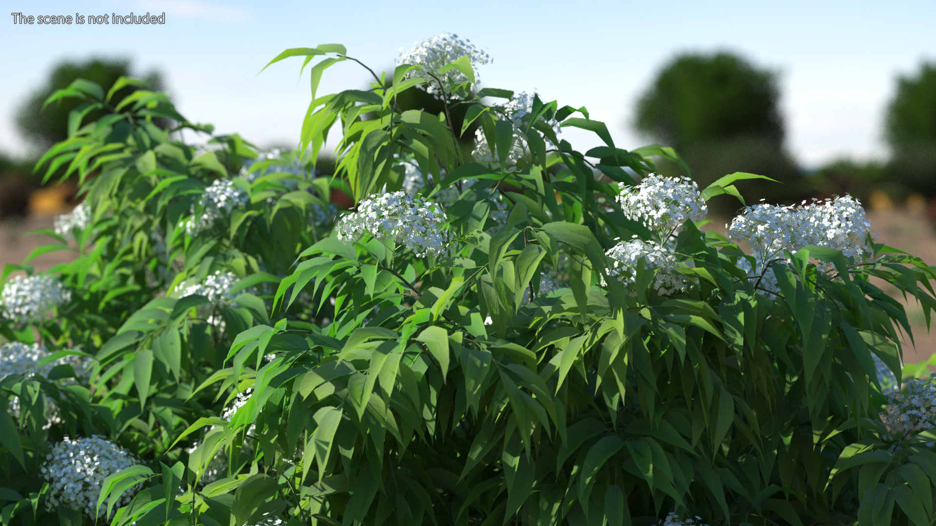 American Elderberry Blooming Shrub 3D model