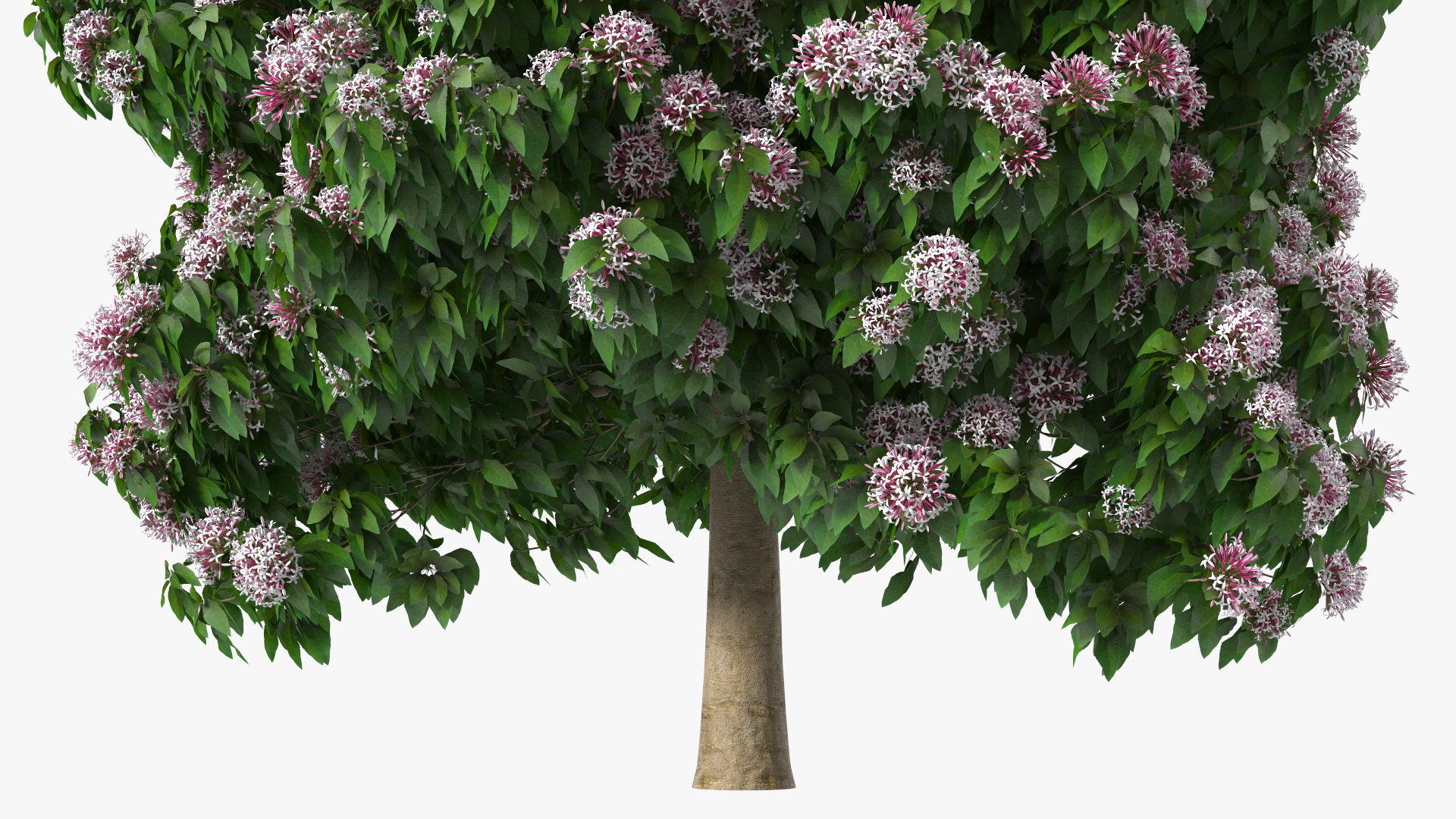 Starburst Bush Clerodendrum Quadriloculare 3D