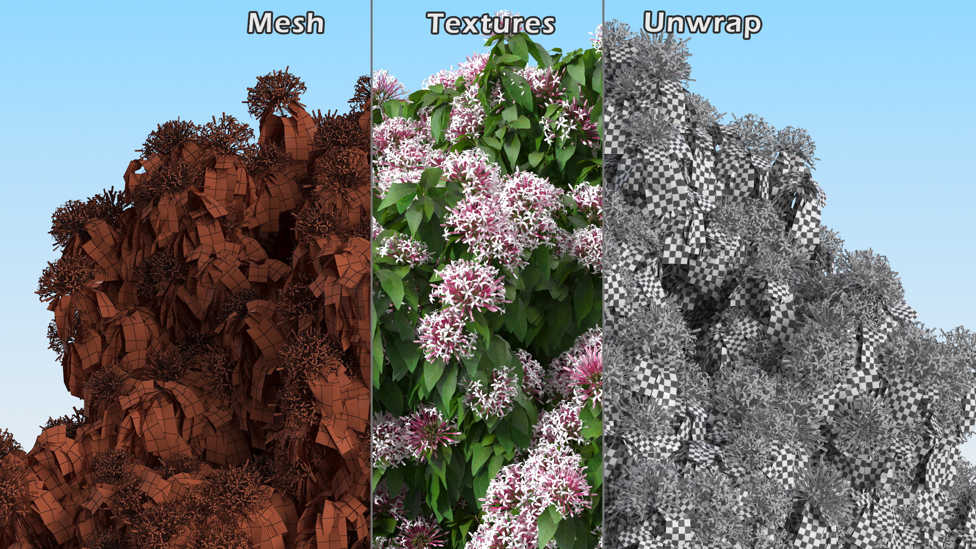 Starburst Bush Clerodendrum Quadriloculare 3D