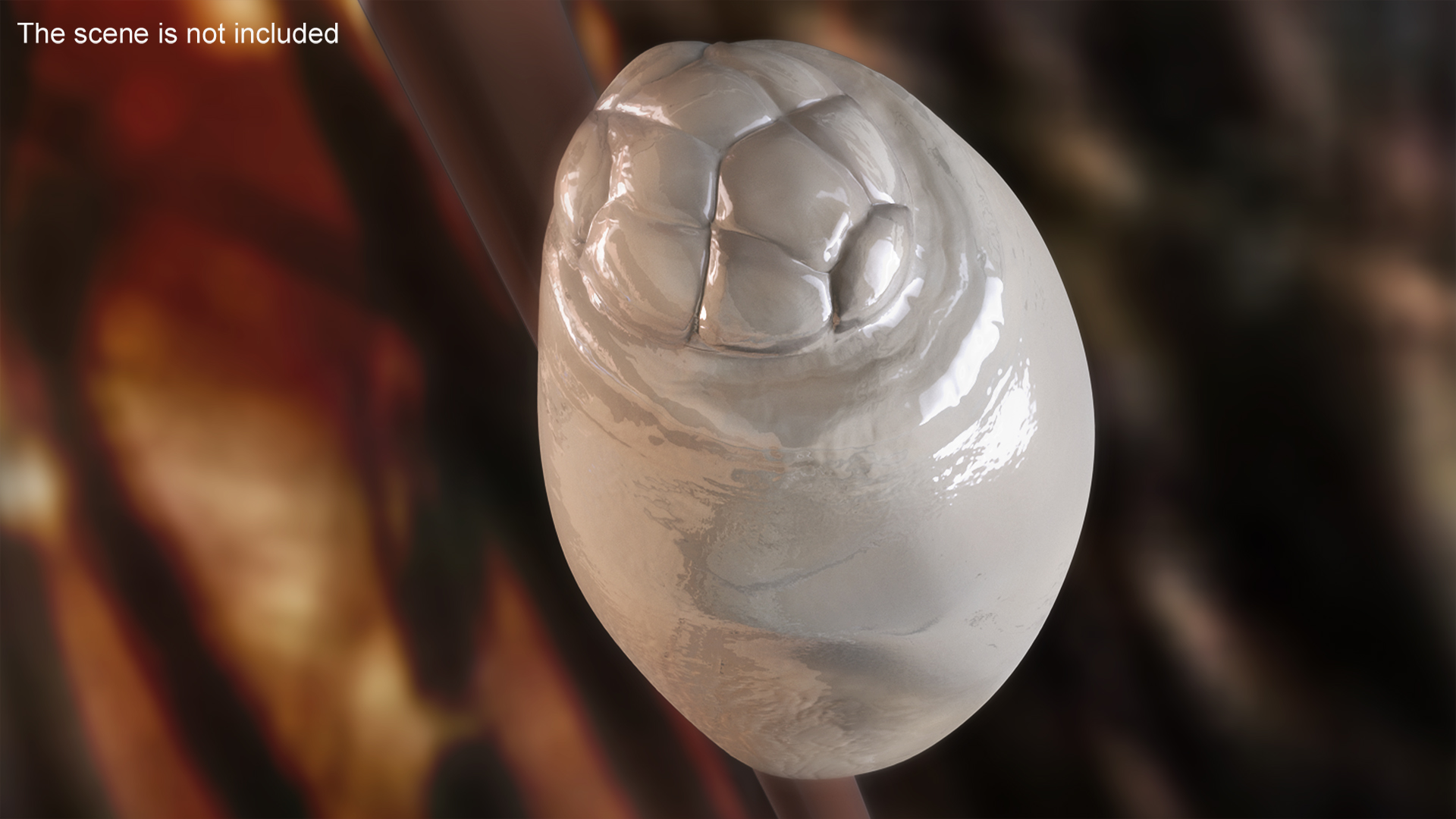 3D model Human Head Louse Egg