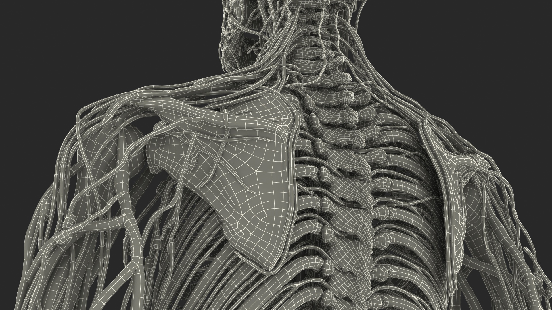 3D Male Skeleton Cardiovascular Lymphaticand Nervous Systems and Skin