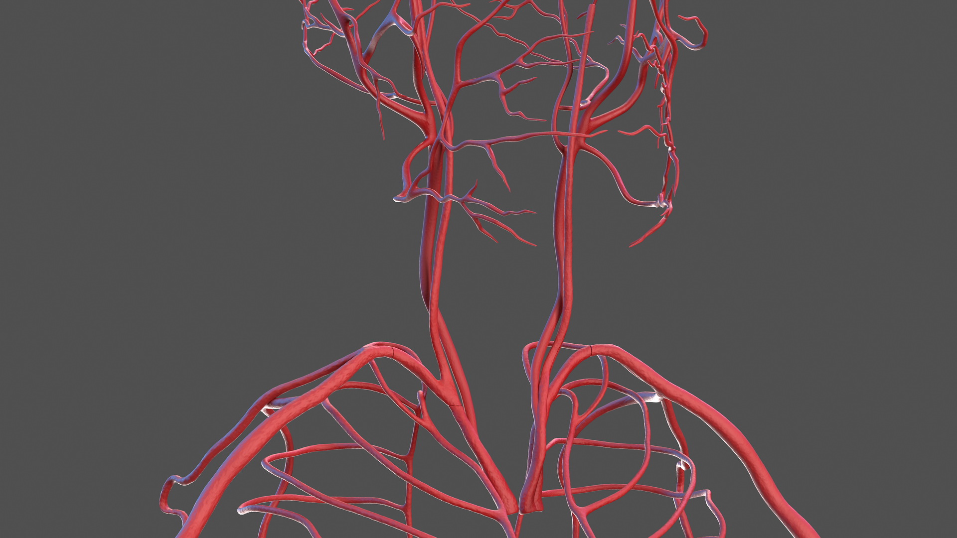 3D Male Skeleton Cardiovascular Lymphaticand Nervous Systems and Skin