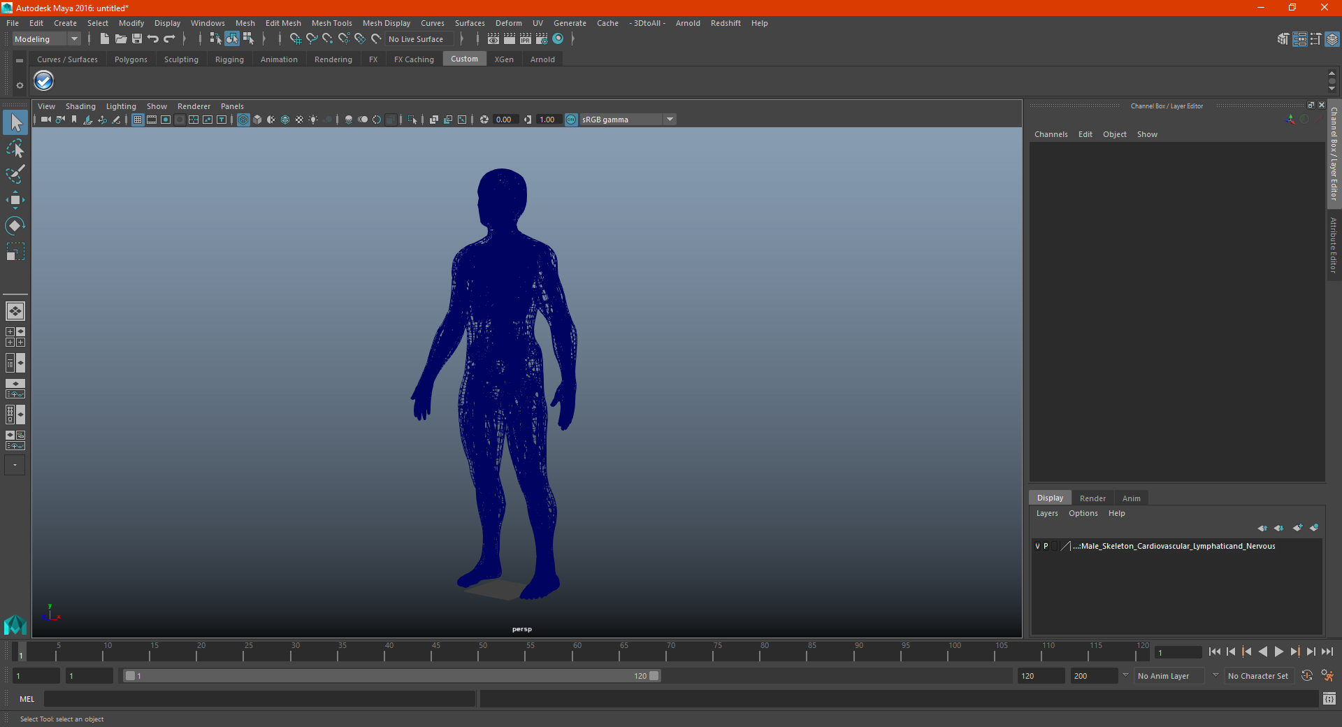 3D Male Skeleton Cardiovascular Lymphaticand Nervous Systems and Skin
