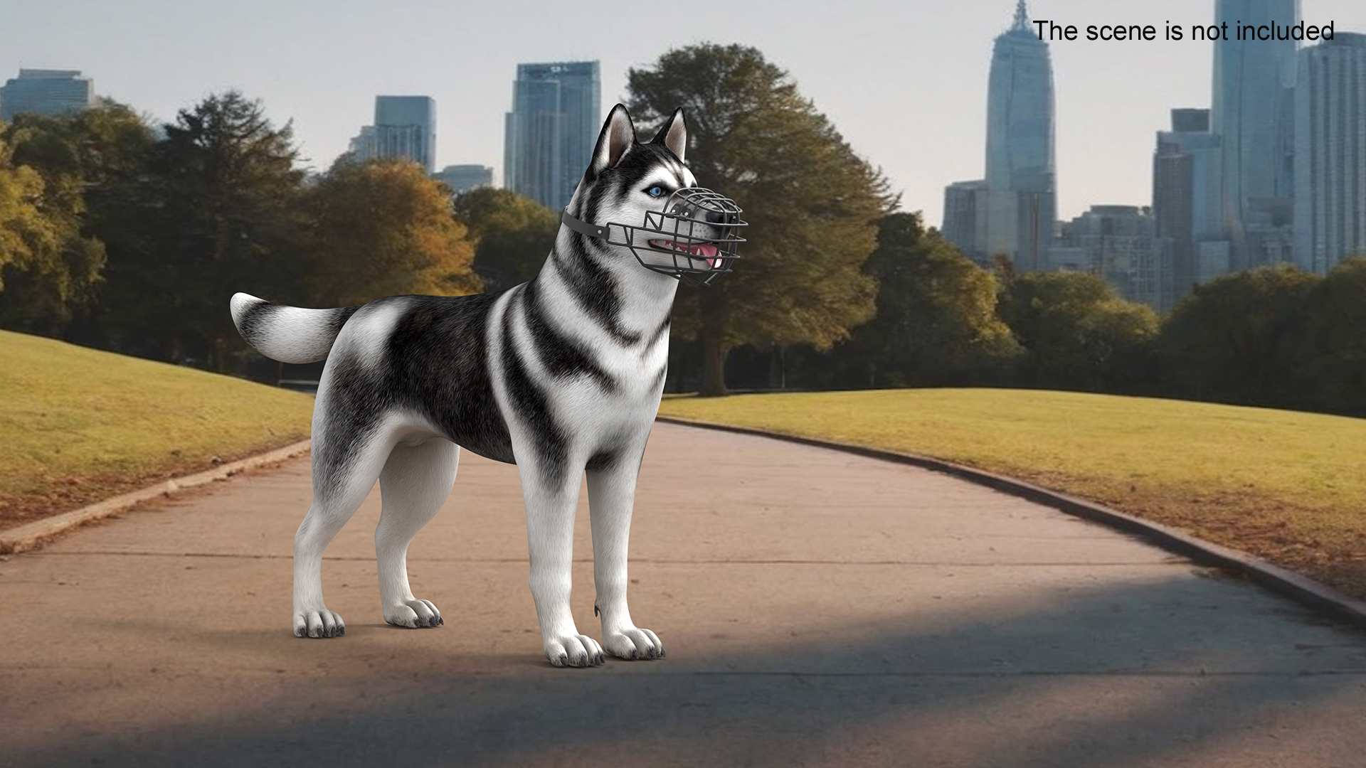 Siberian Husky Black and White with Muzzle 3D