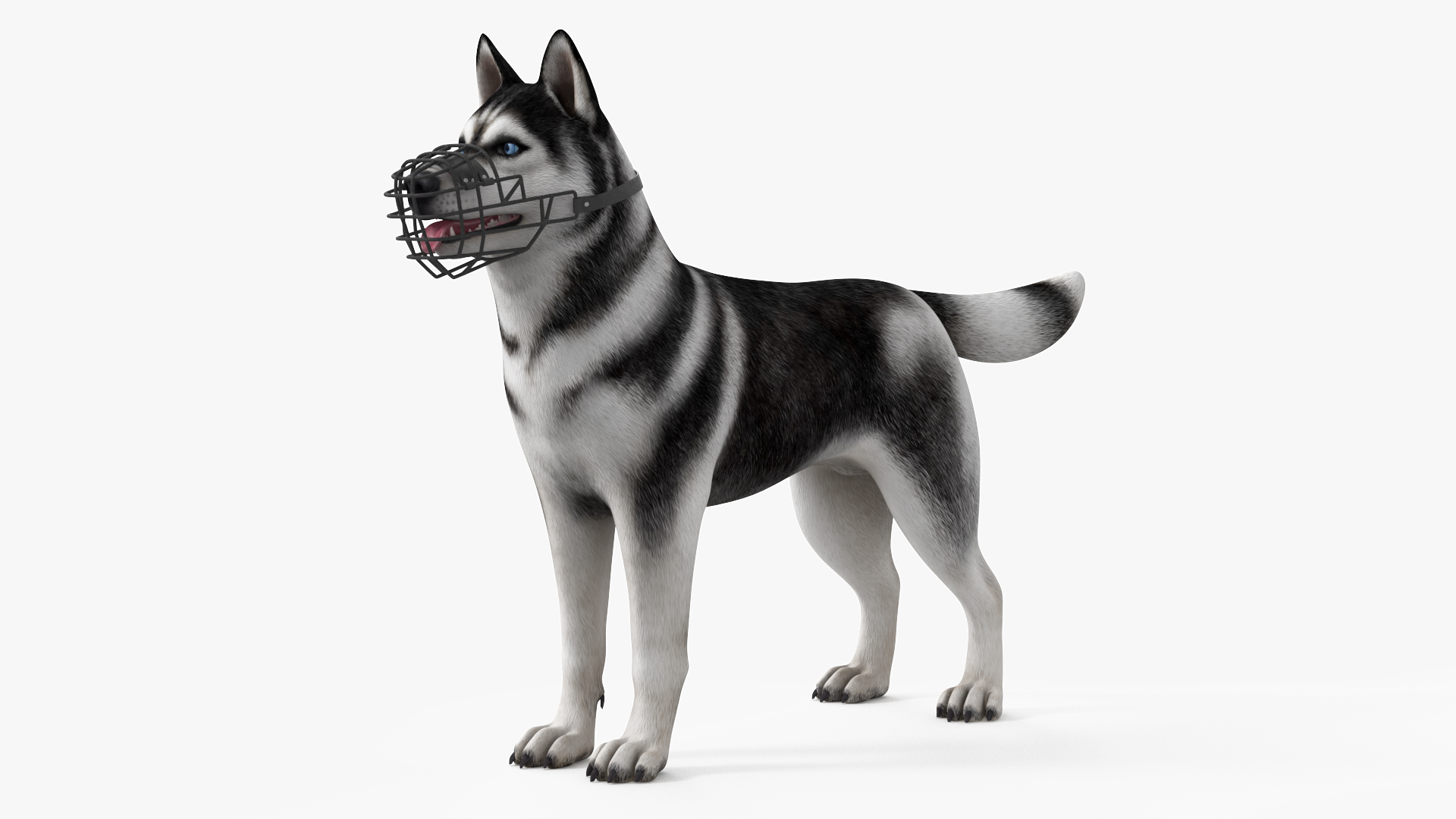 Siberian Husky Black and White with Muzzle 3D