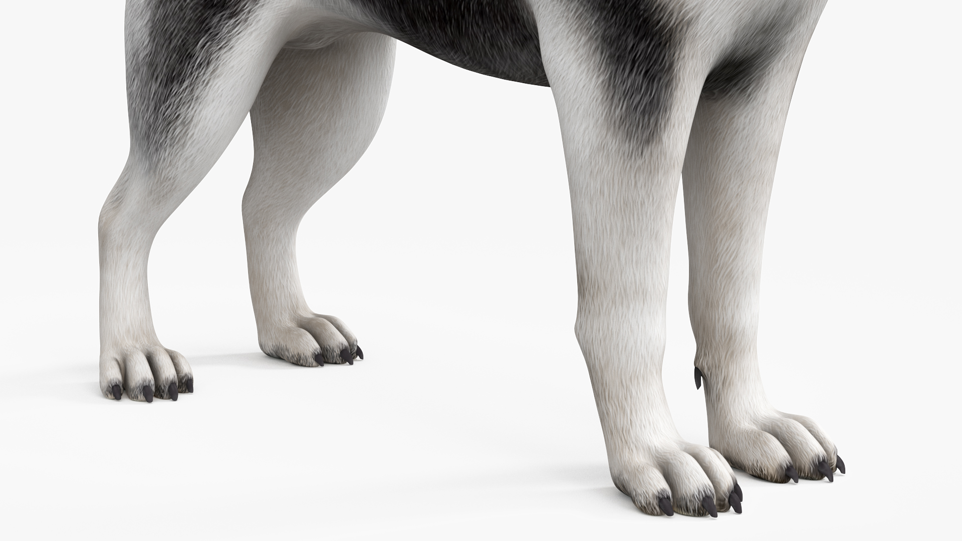 Siberian Husky Black and White with Muzzle 3D