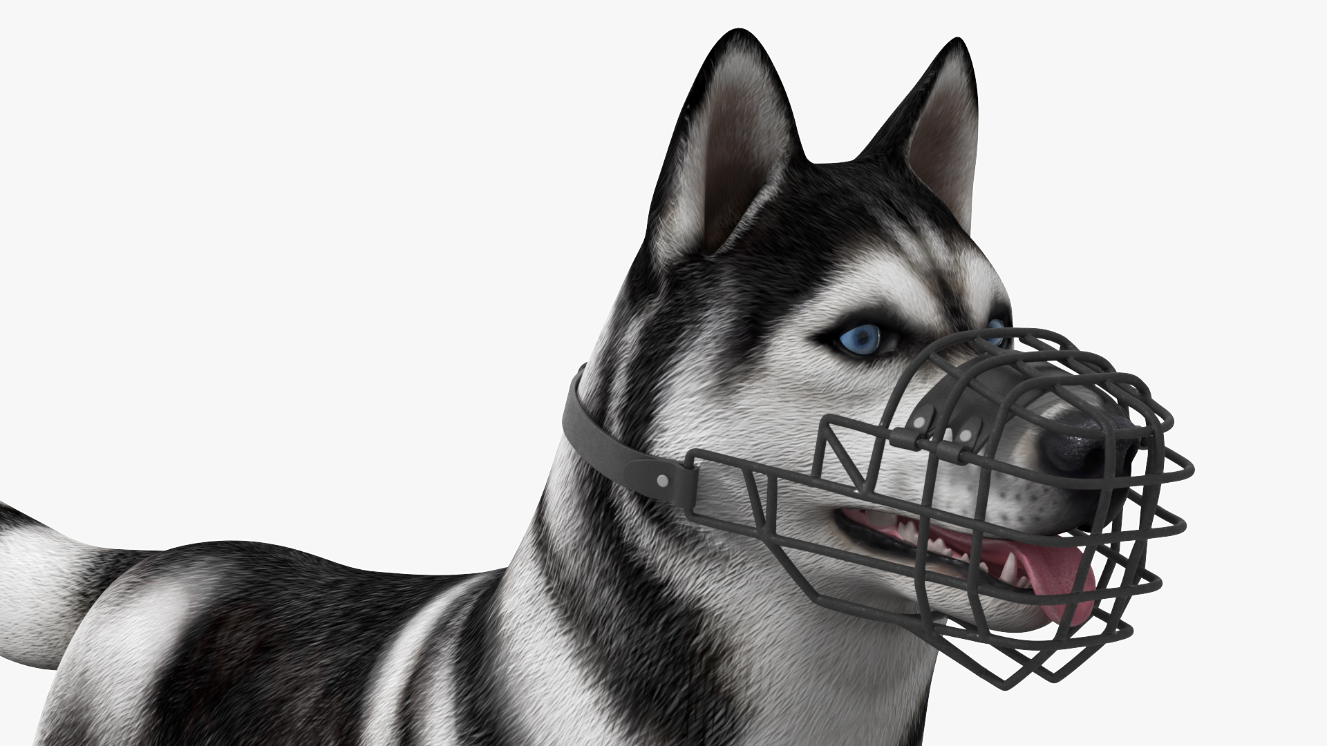 Siberian Husky Black and White with Muzzle 3D