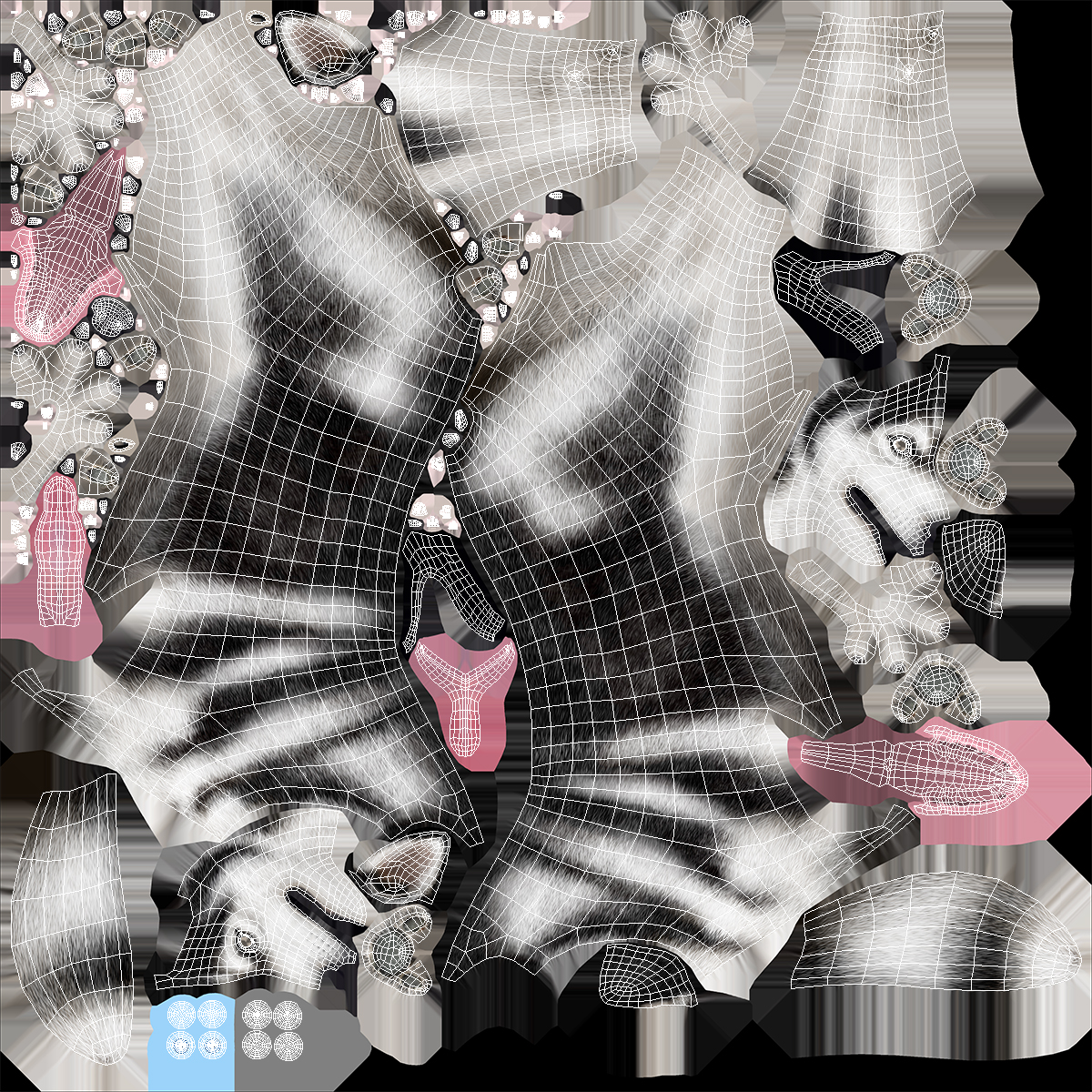Siberian Husky Black and White with Muzzle 3D