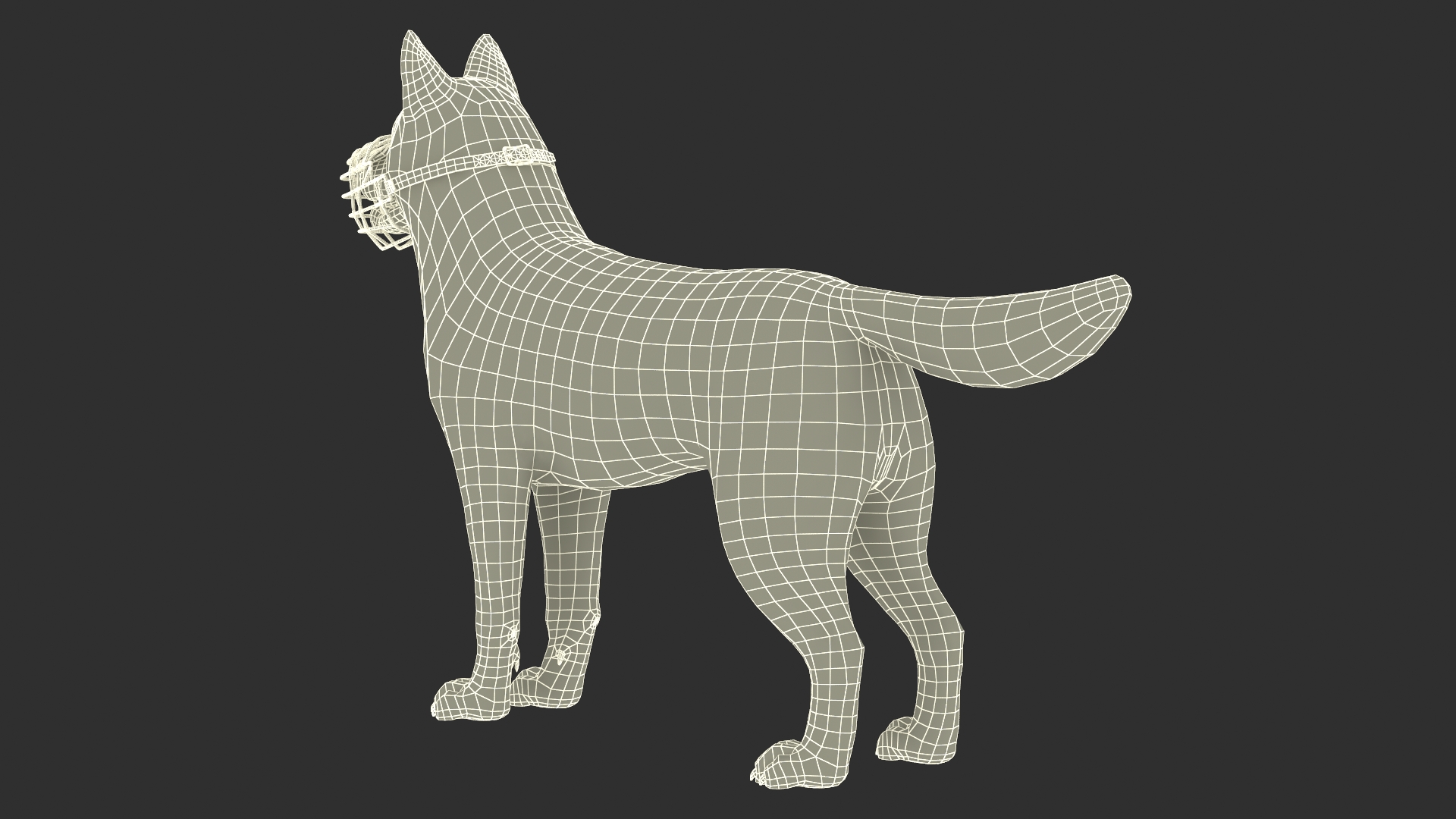 Siberian Husky Black and White with Muzzle 3D