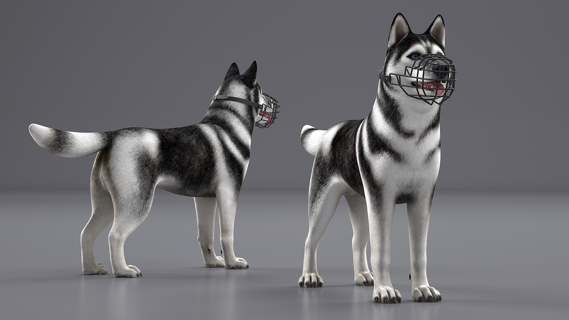 Siberian Husky Black and White with Muzzle 3D