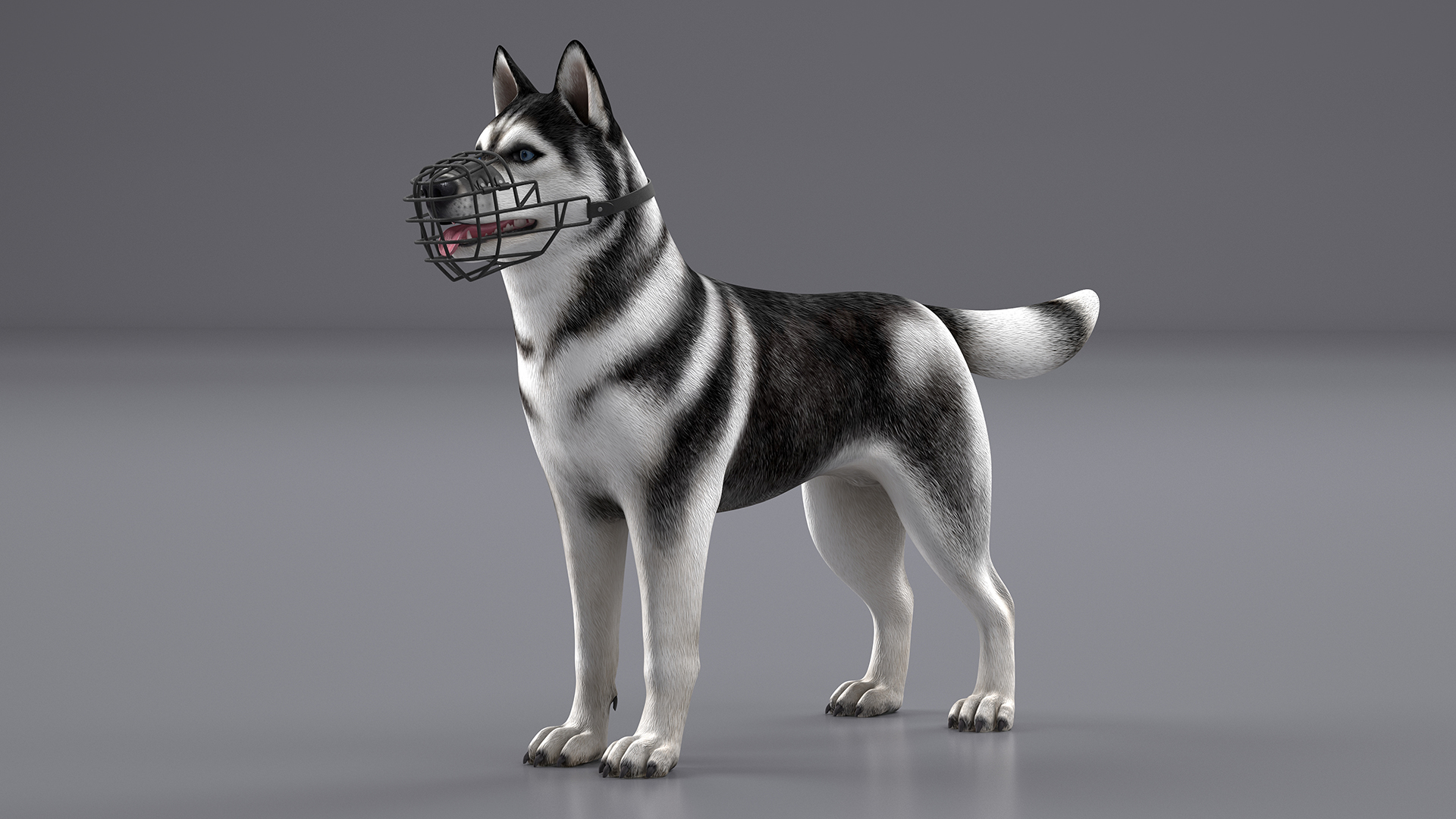 Siberian Husky Black and White with Muzzle 3D