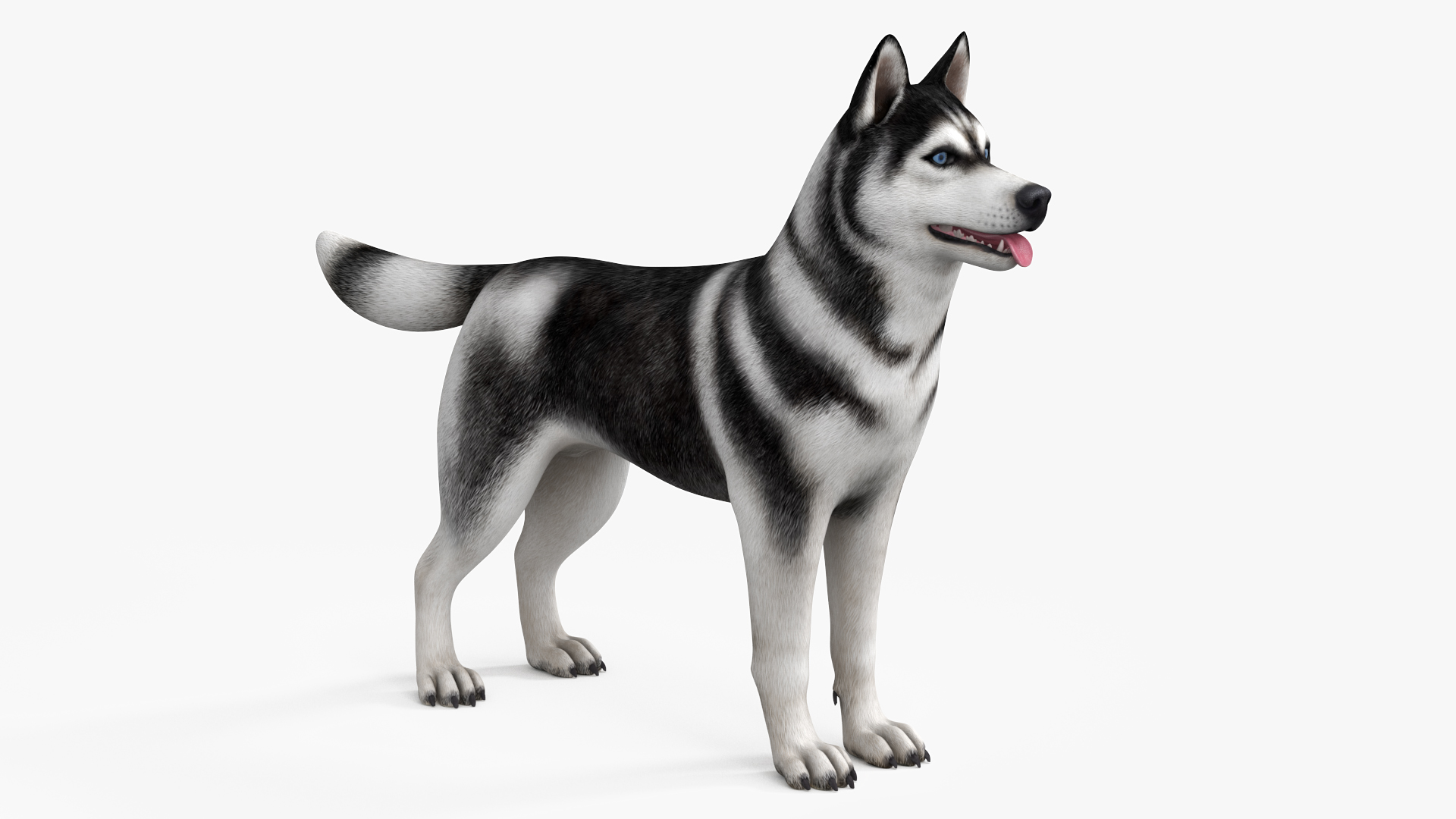 Siberian Husky Black and White with Muzzle 3D