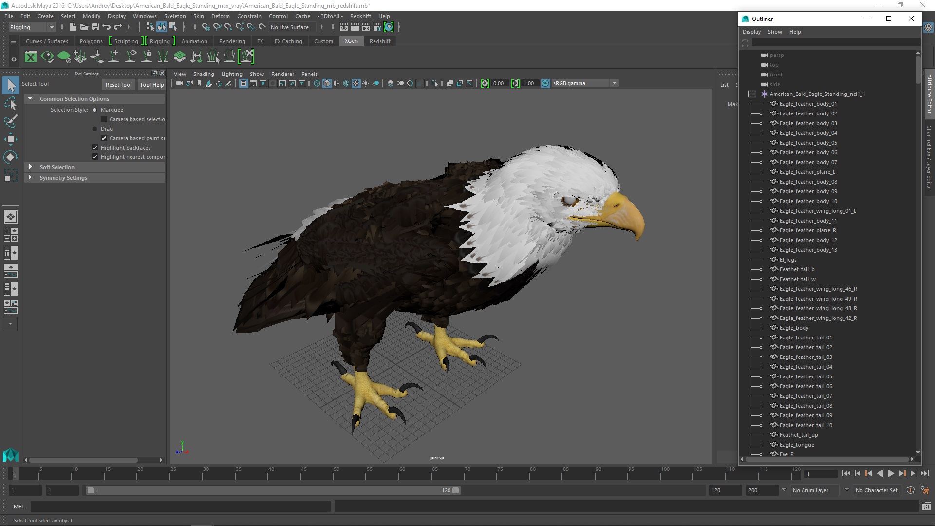 3D American Bald Eagle Standing model