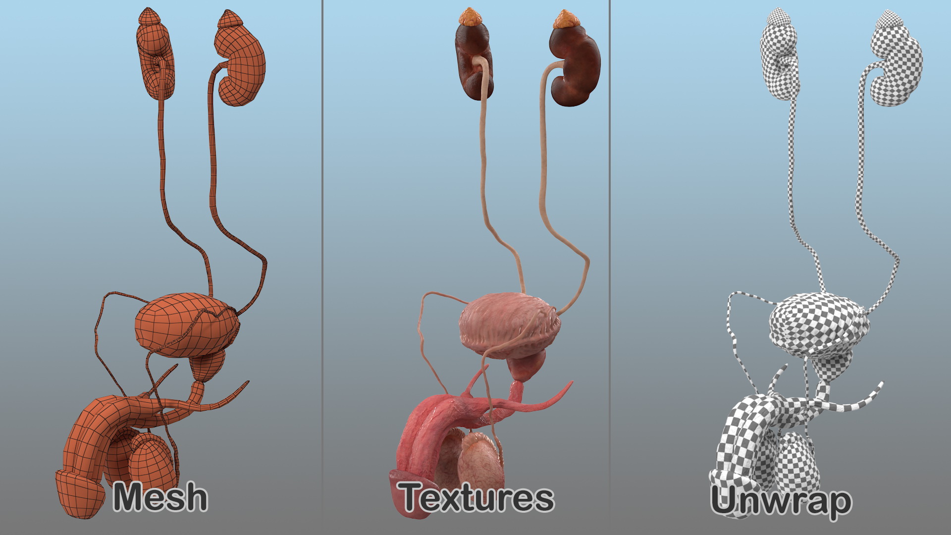 3D Male Reproductive and Urinary System