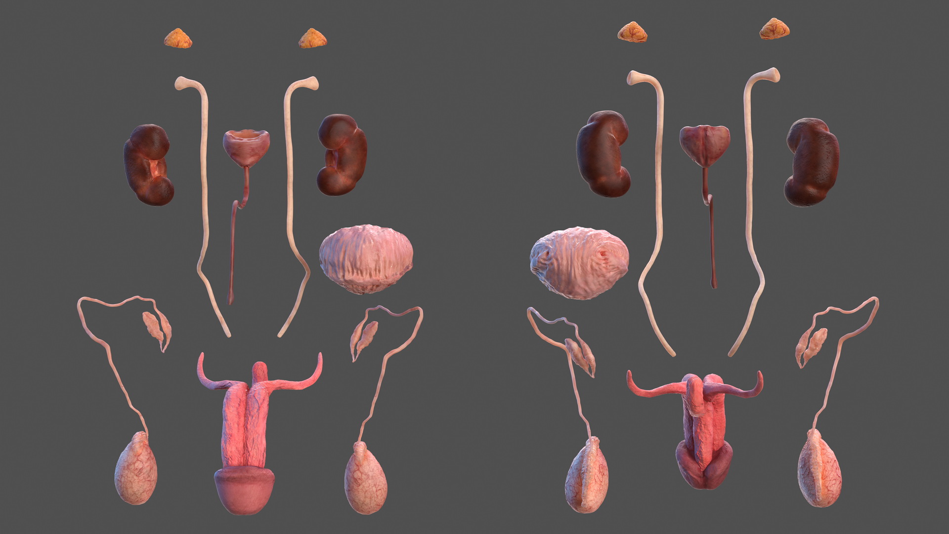 3D Male Reproductive and Urinary System