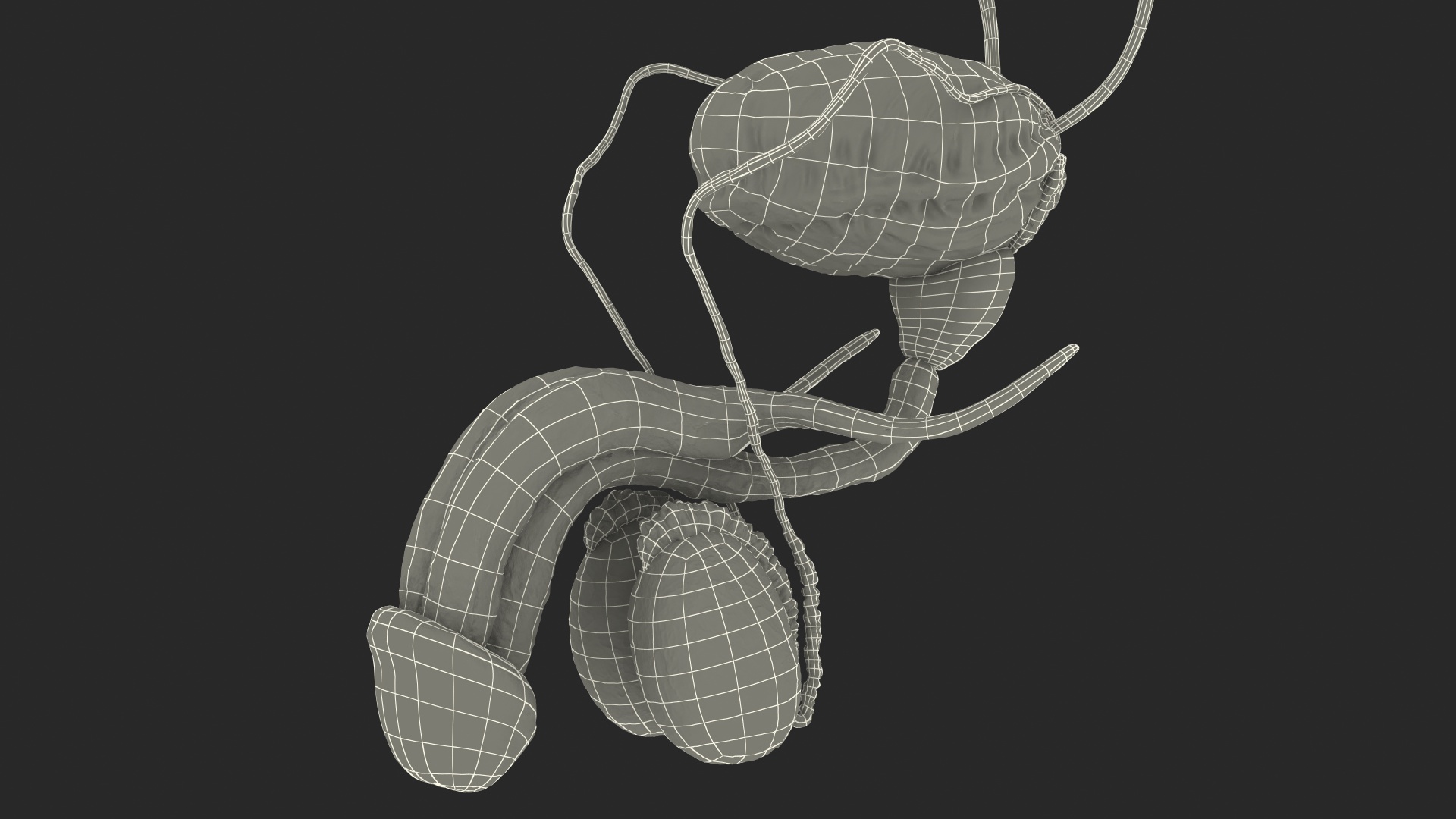 3D Male Reproductive and Urinary System