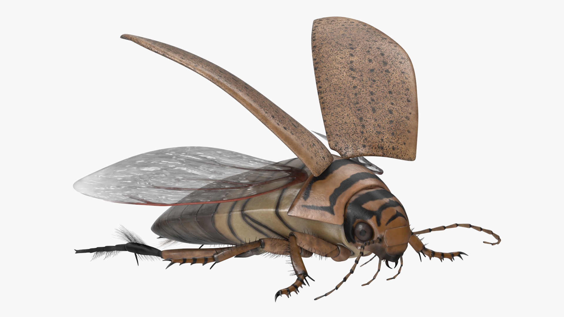 3D Hygrobia Beetle Beige Realistic Flying model