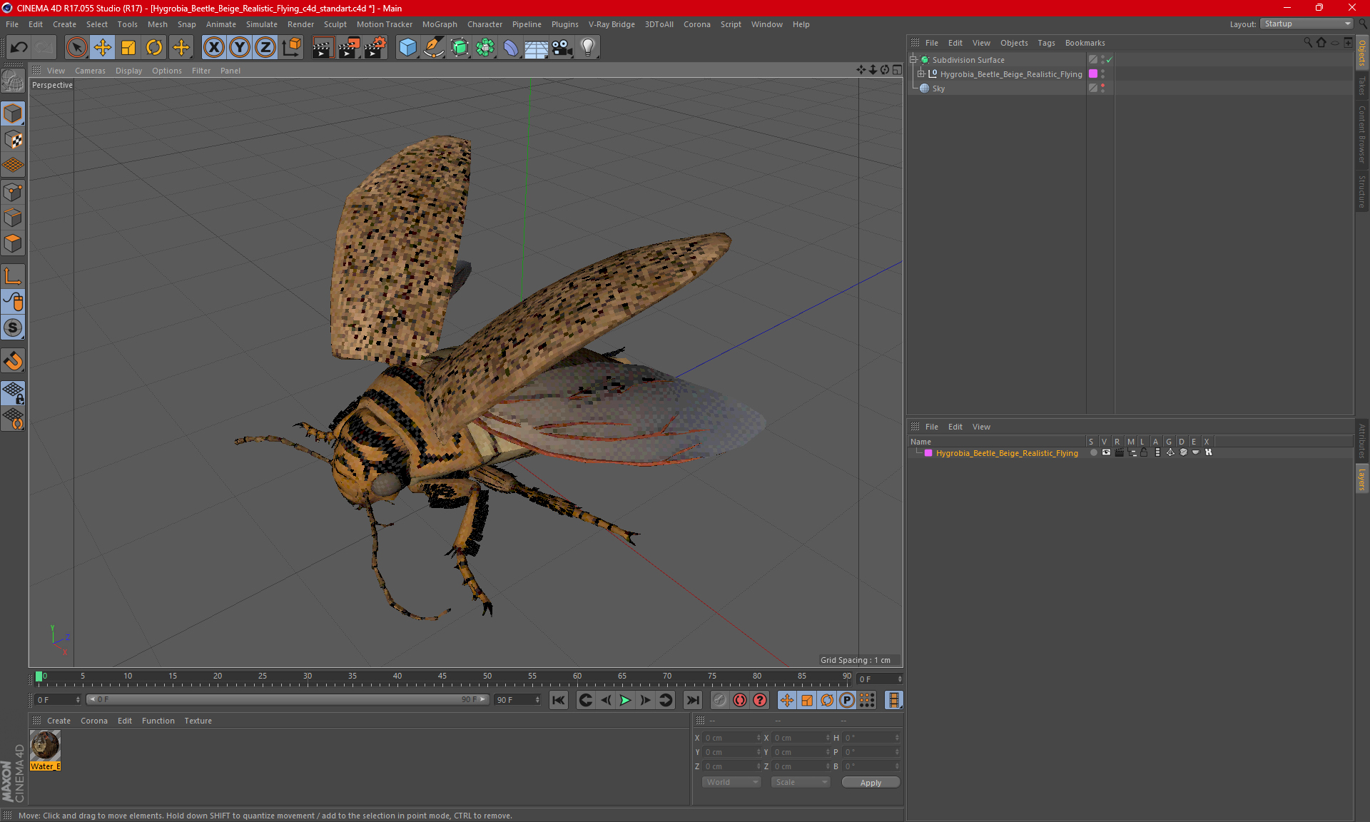 3D Hygrobia Beetle Beige Realistic Flying model