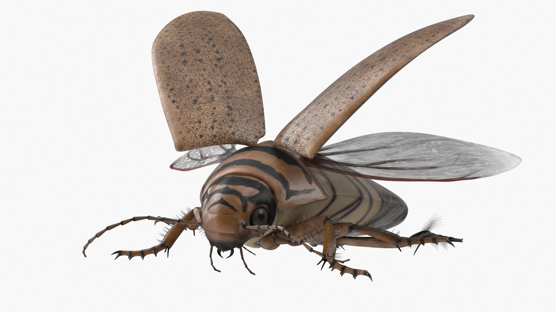 3D Hygrobia Beetle Beige Realistic Flying model