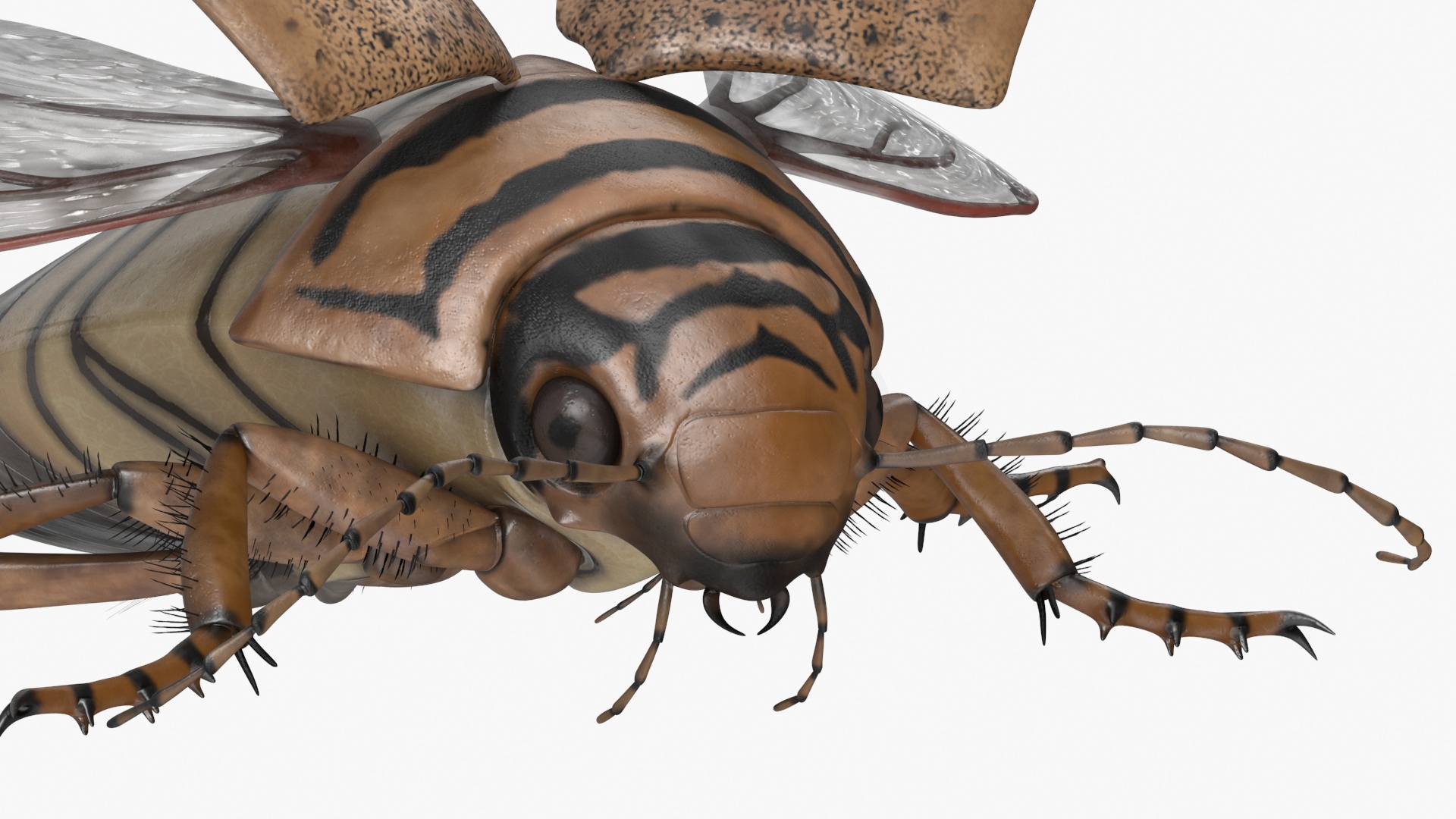 3D Hygrobia Beetle Beige Realistic Flying model