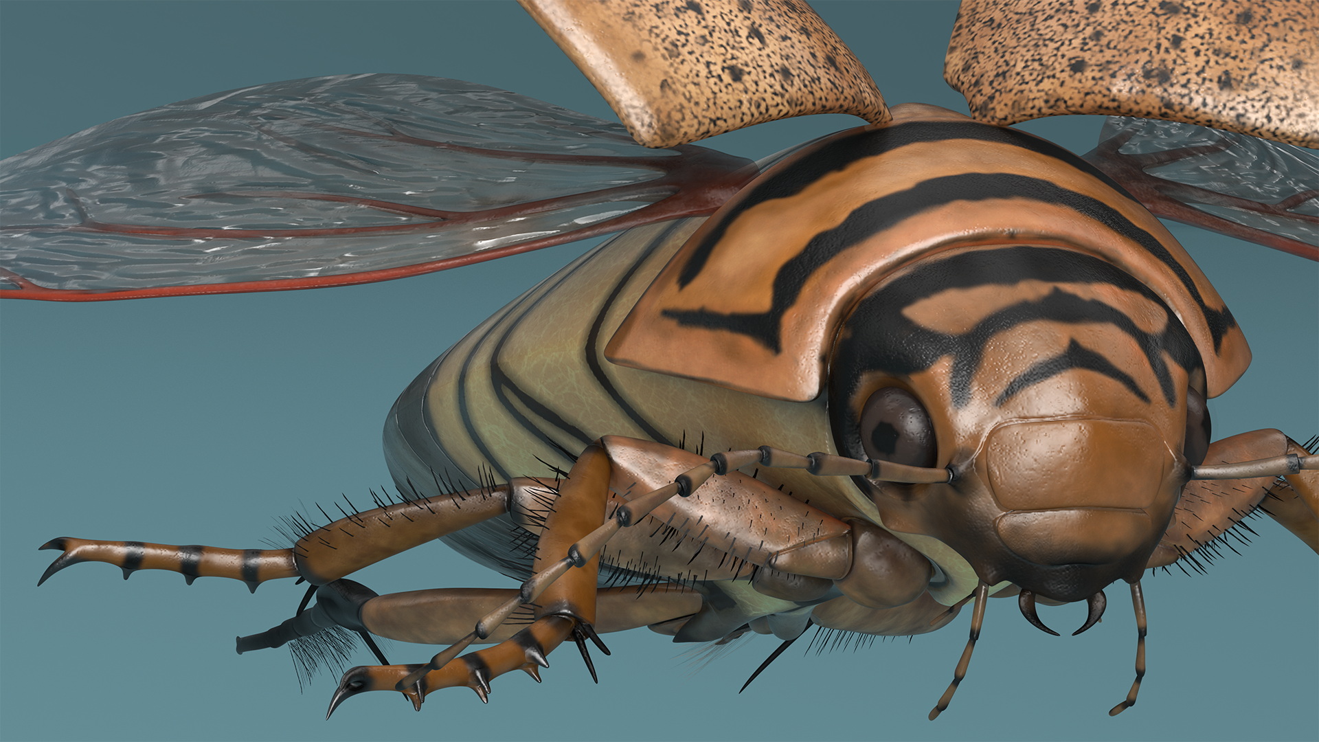 3D Hygrobia Beetle Beige Realistic Flying model