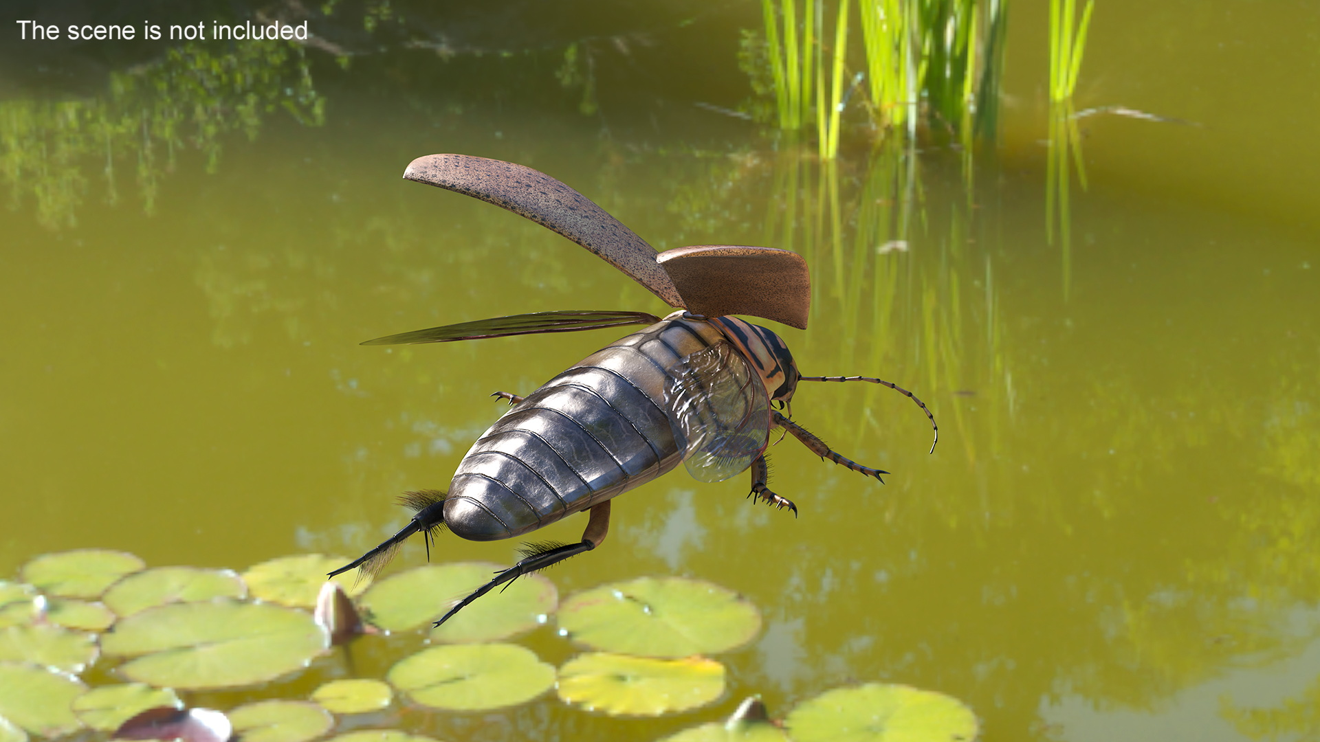 3D Hygrobia Beetle Beige Realistic Flying model