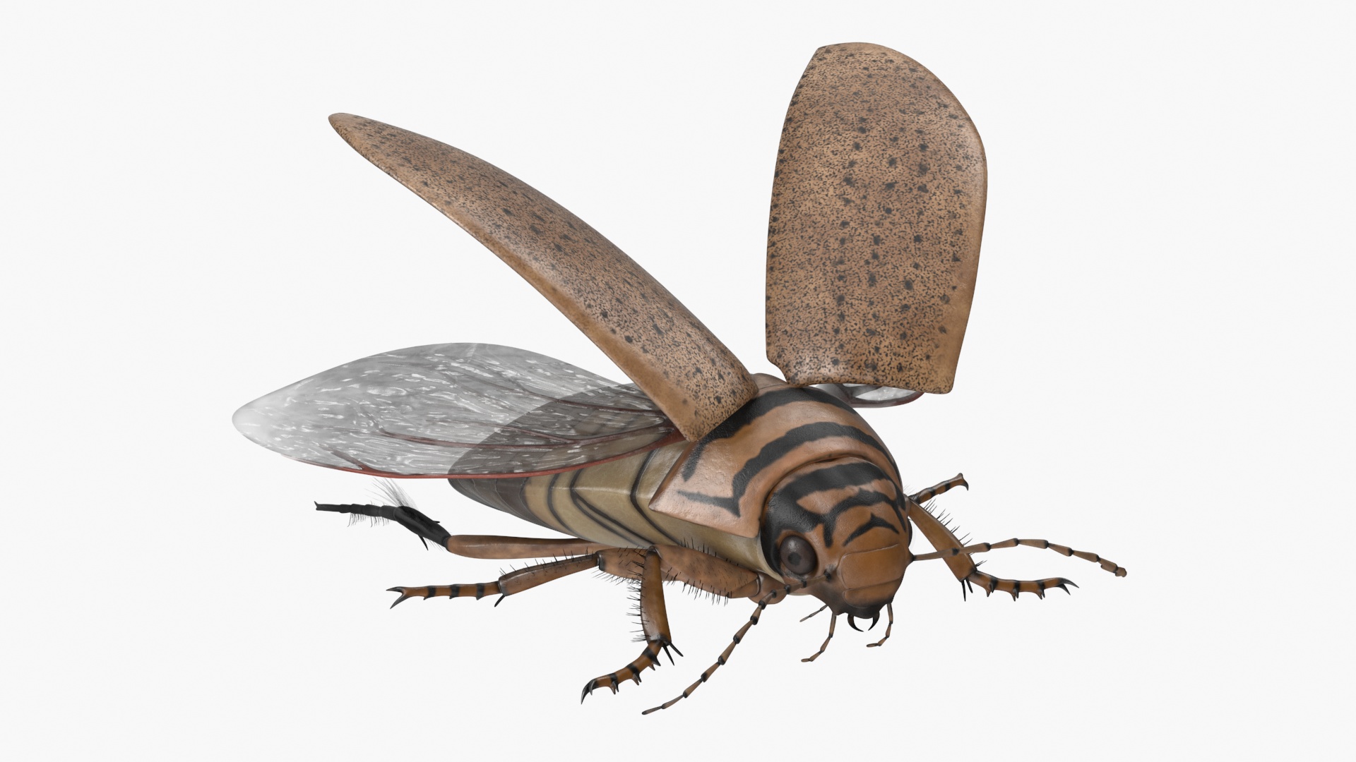 3D Hygrobia Beetle Beige Realistic Flying model