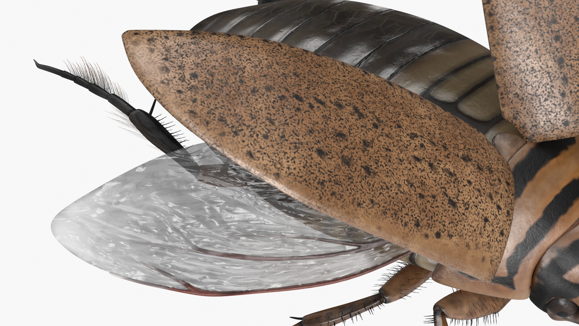 3D Hygrobia Beetle Beige Realistic Flying model