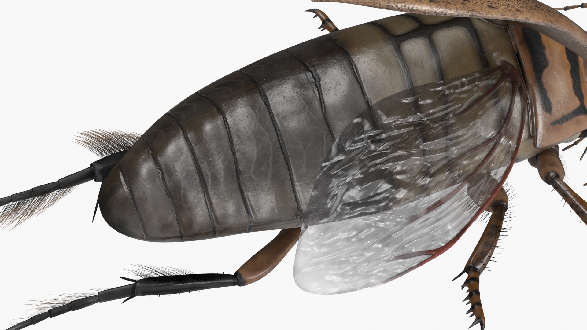 3D Hygrobia Beetle Beige Realistic Flying model