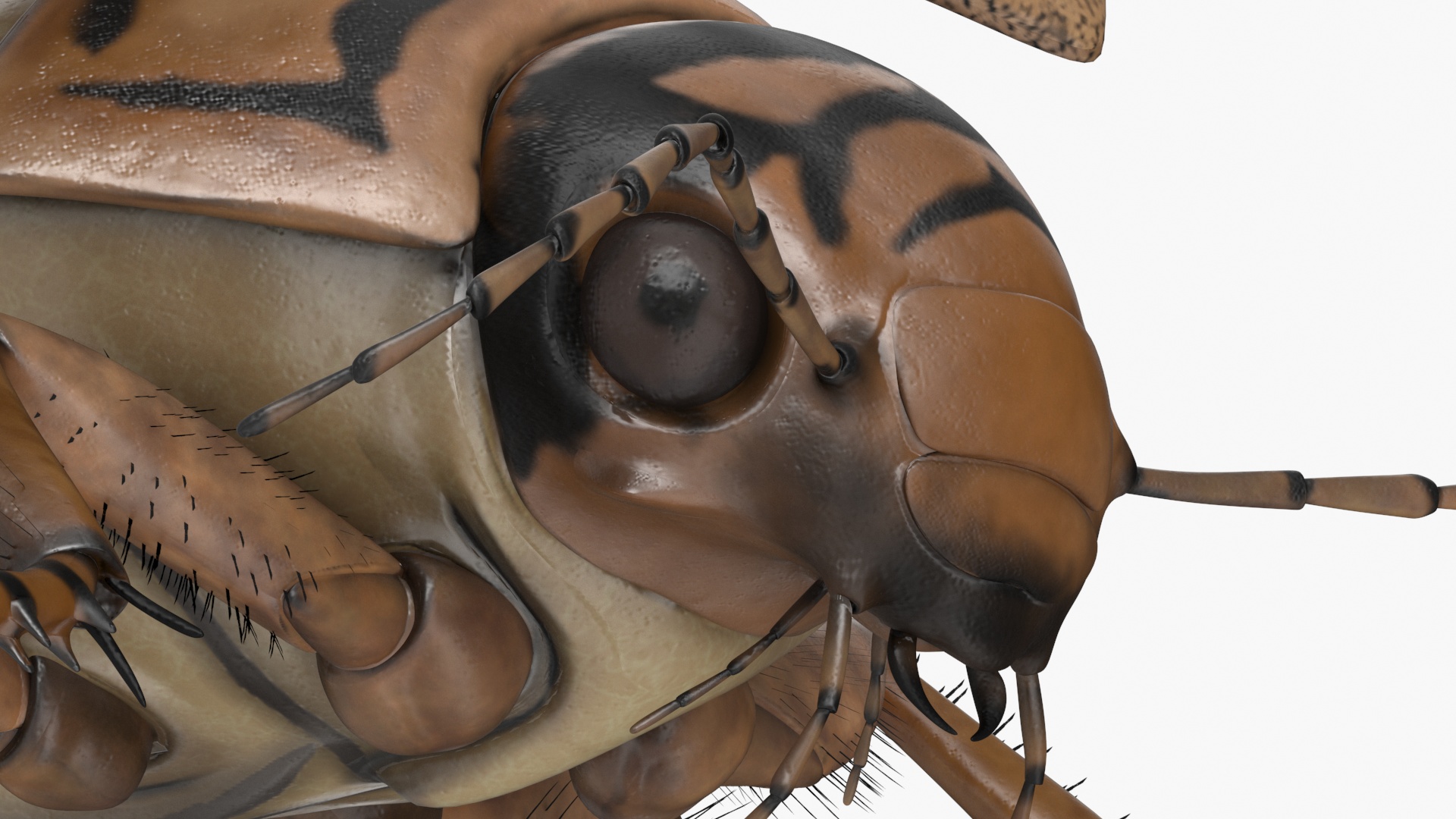 3D Hygrobia Beetle Beige Realistic Flying model