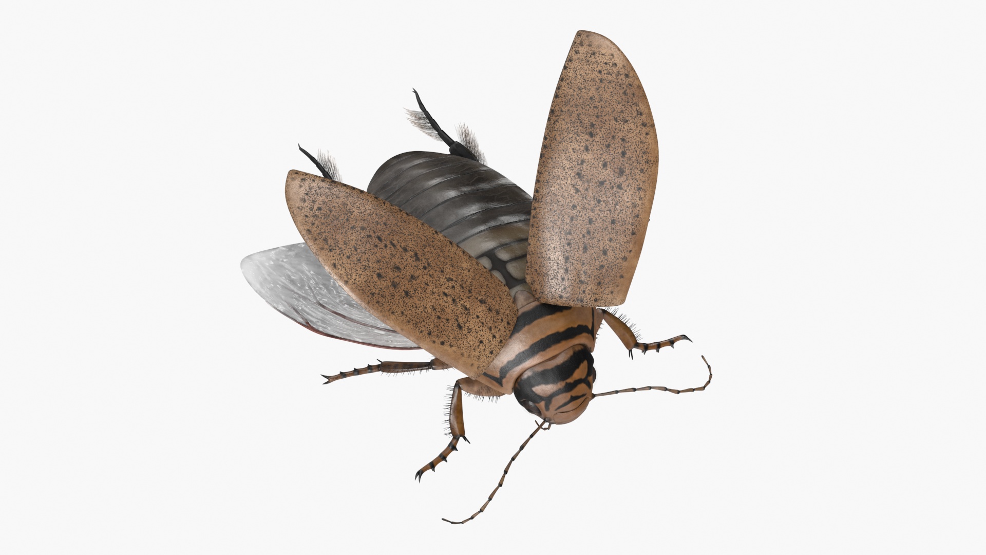 3D Hygrobia Beetle Beige Realistic Flying model