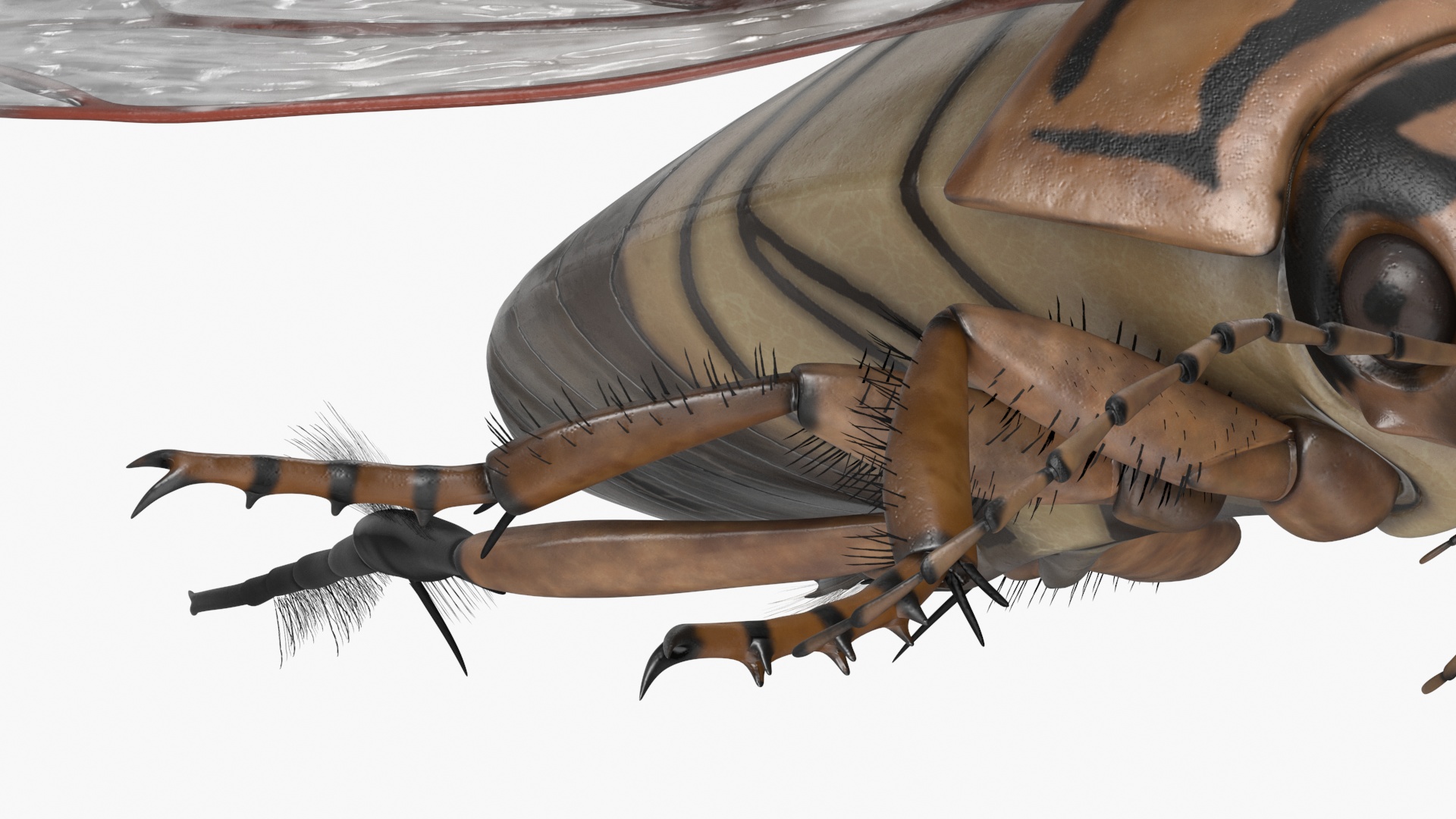 3D Hygrobia Beetle Beige Realistic Flying model