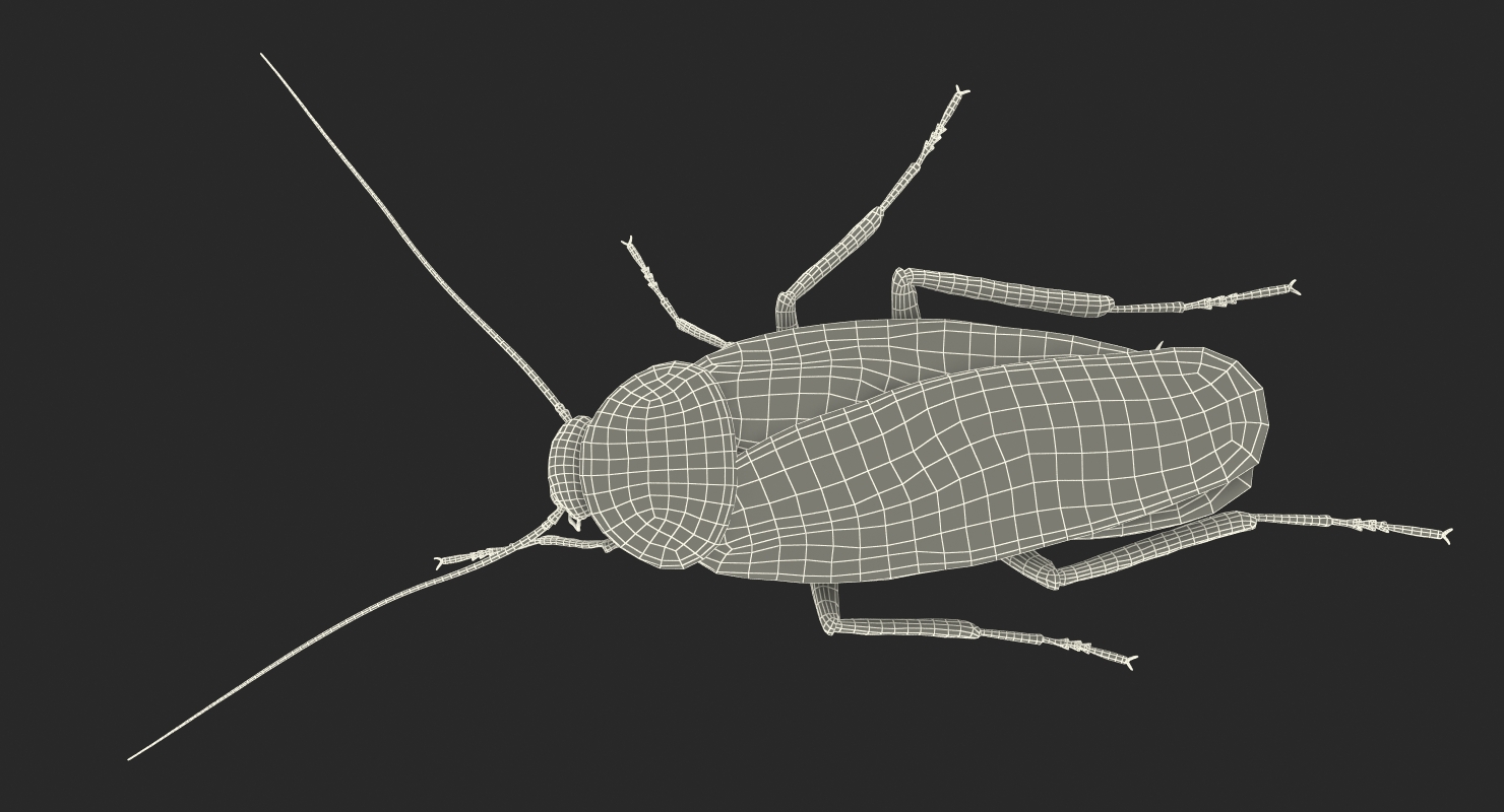 Cockroach Walking Pose 3D