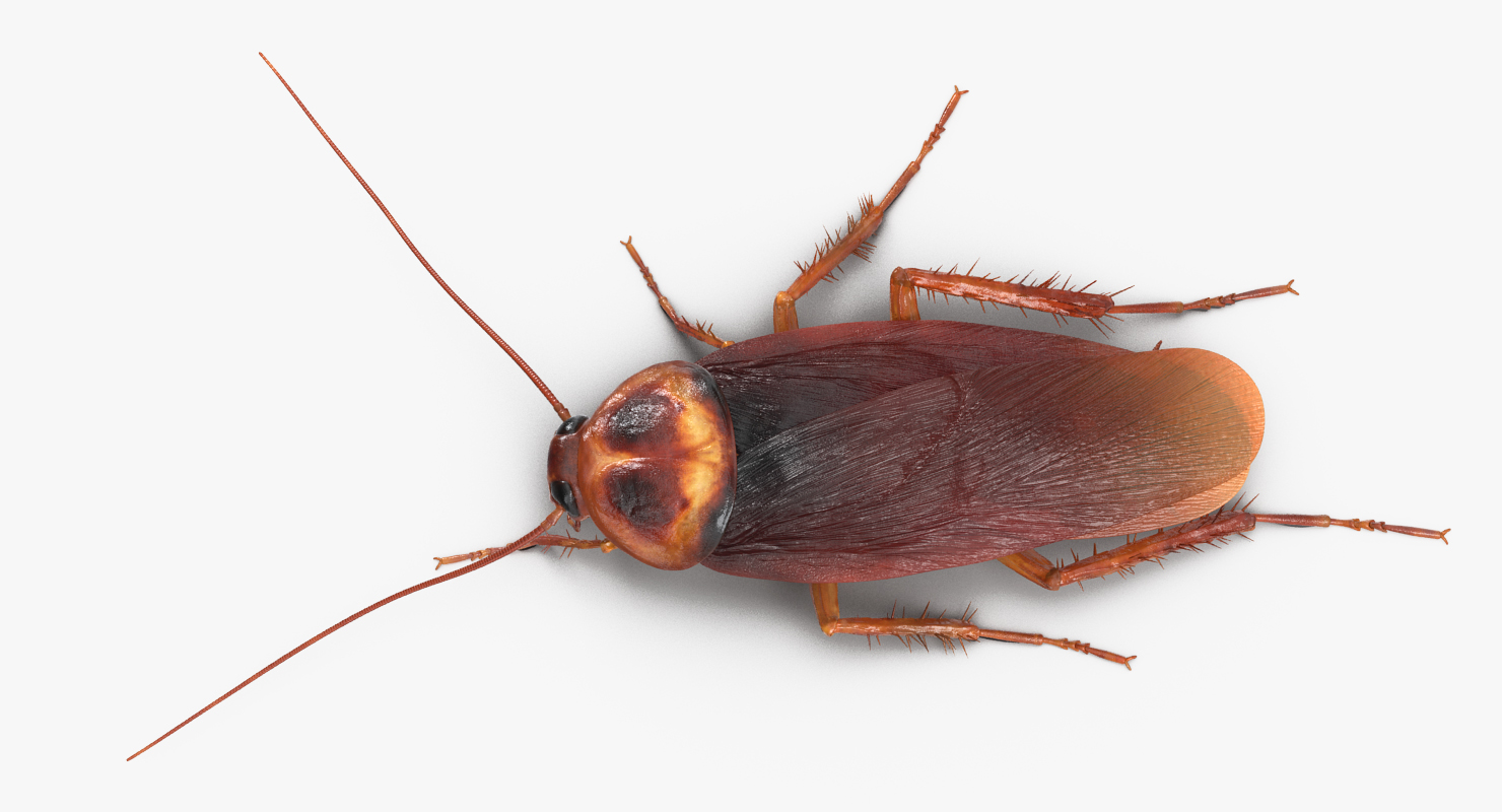 Cockroach Walking Pose 3D