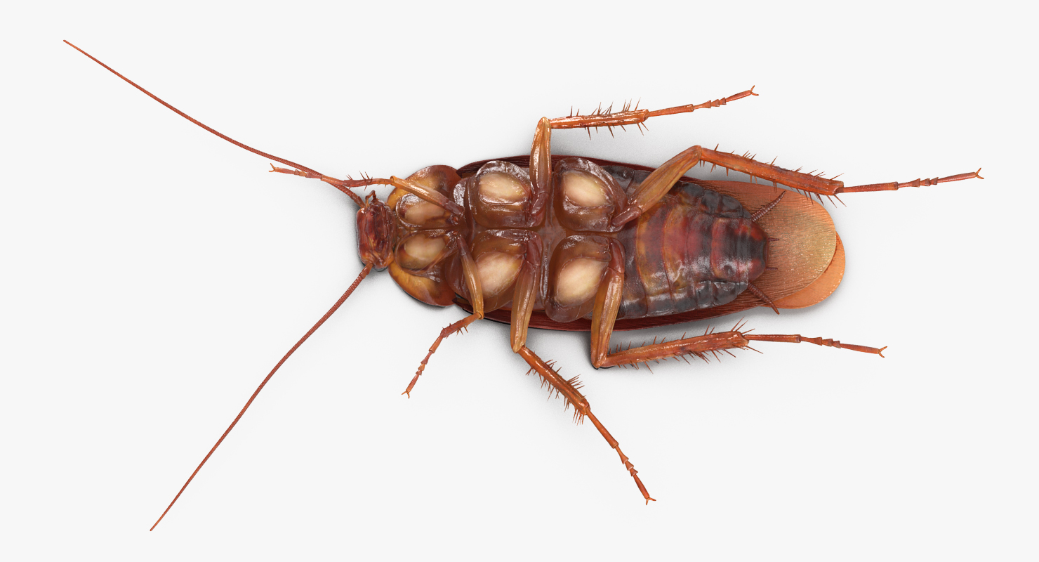 Cockroach Walking Pose 3D
