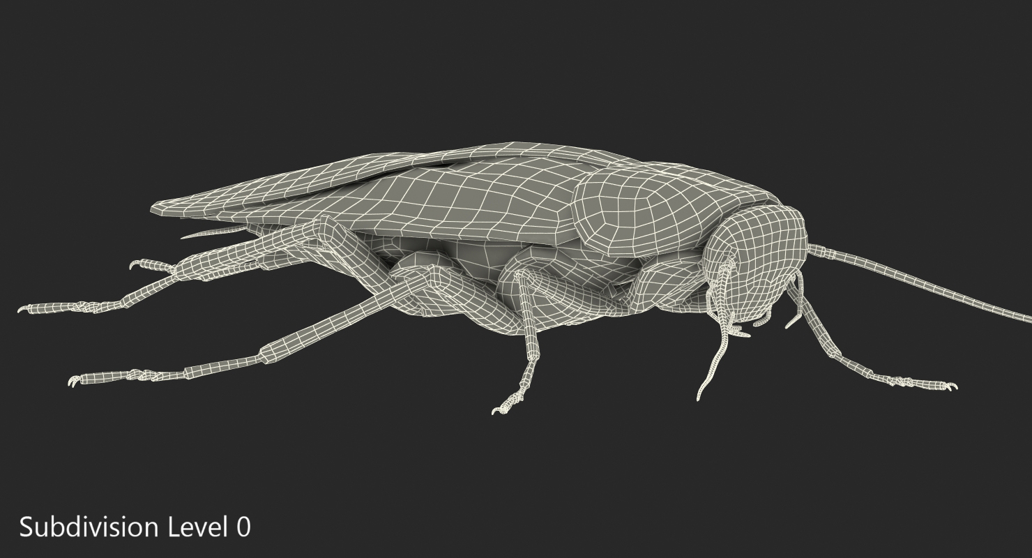 Cockroach Walking Pose 3D