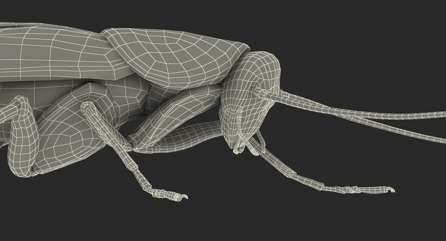 Cockroach Walking Pose 3D