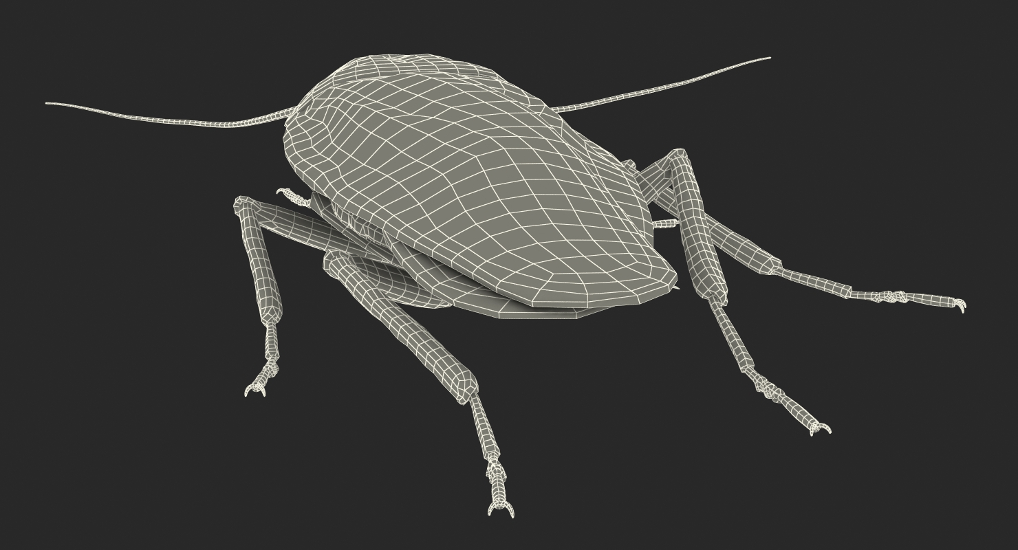 Cockroach Walking Pose 3D